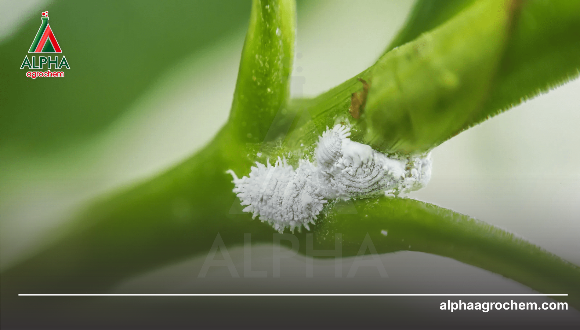 Câu hỏi thường gặp (FAQ)