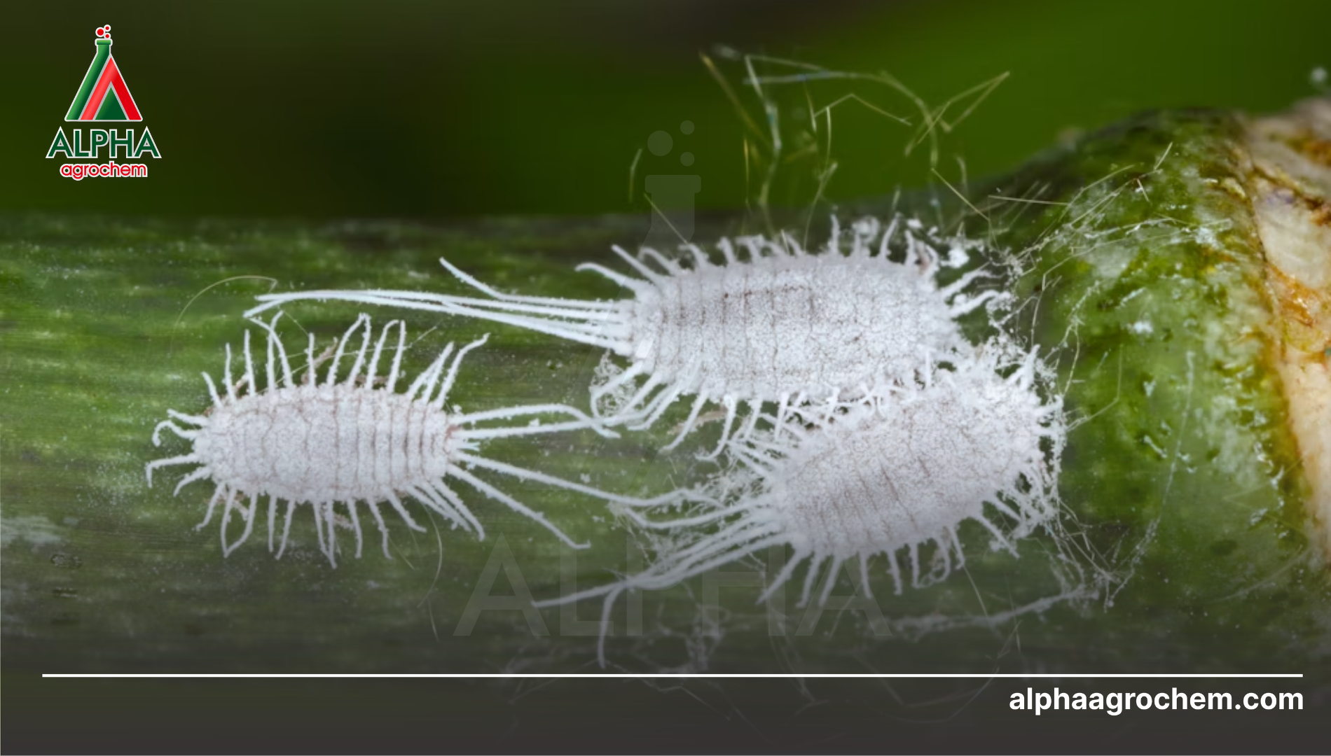 Câu hỏi thường gặp (FAQ)