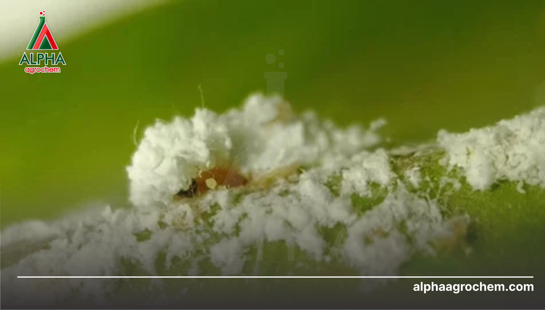 Câu hỏi thường gặp (FAQ)