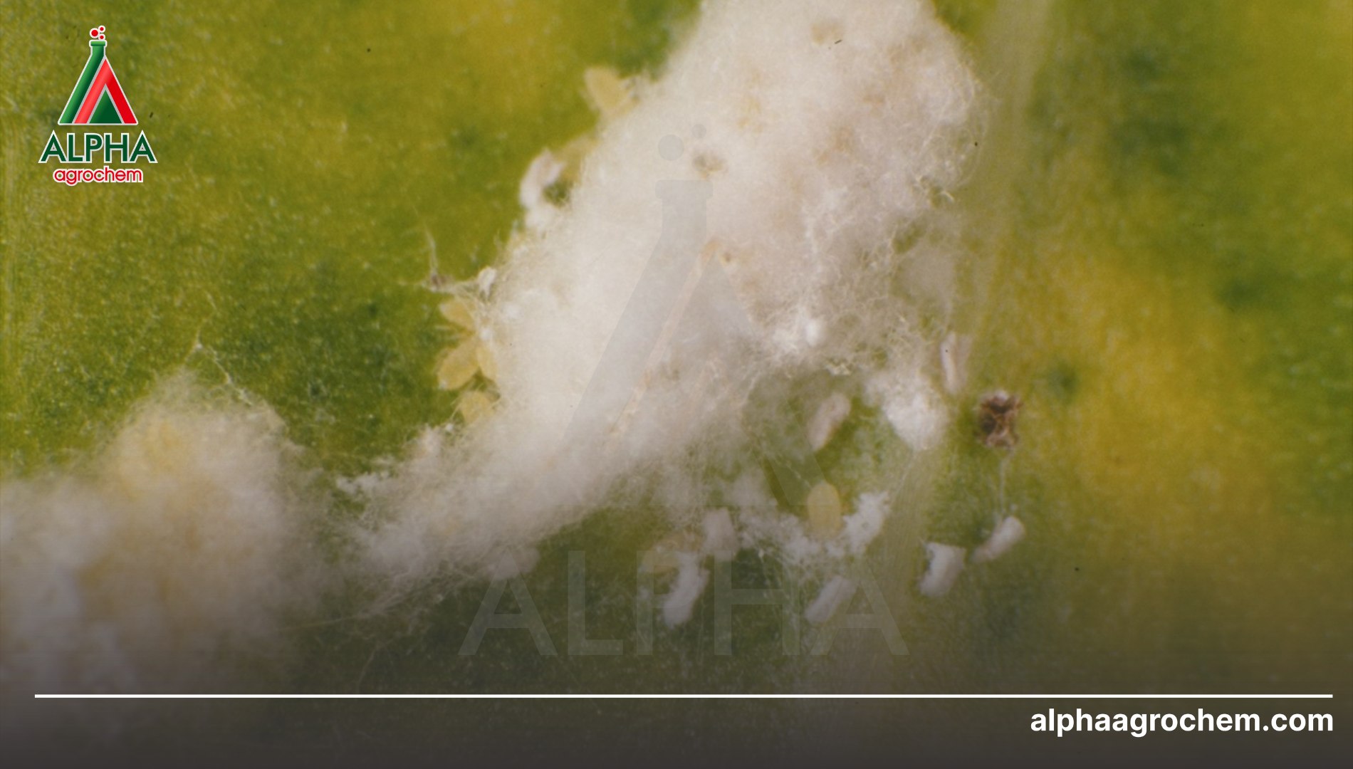 Câu hỏi thường gặp (FAQ)