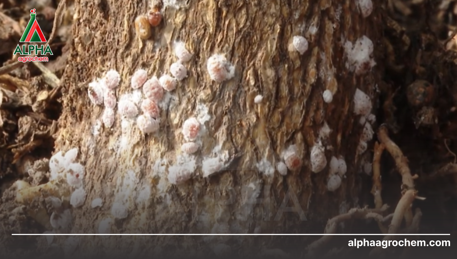 Câu hỏi thường gặp (FAQ)