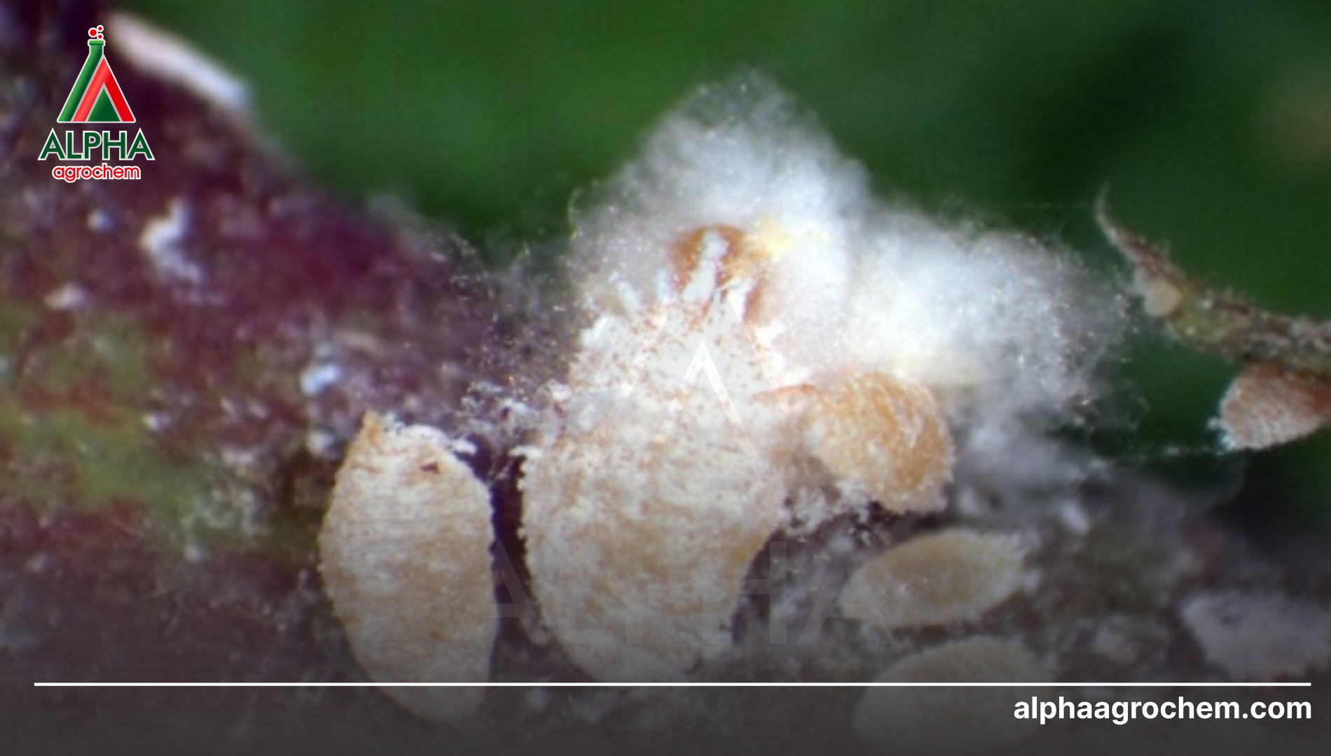 Câu hỏi thường gặp (FAQ)