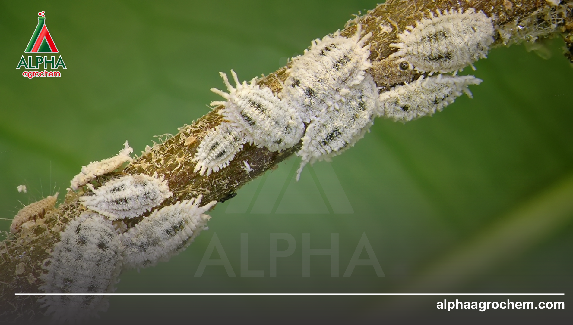 Câu hỏi thường gặp (FAQ)