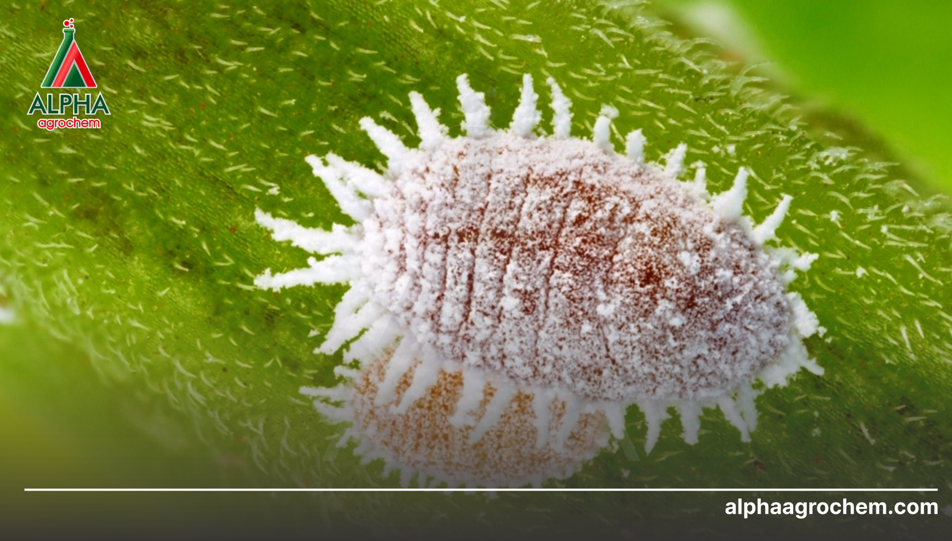 Câu hỏi thường gặp (FAQ)