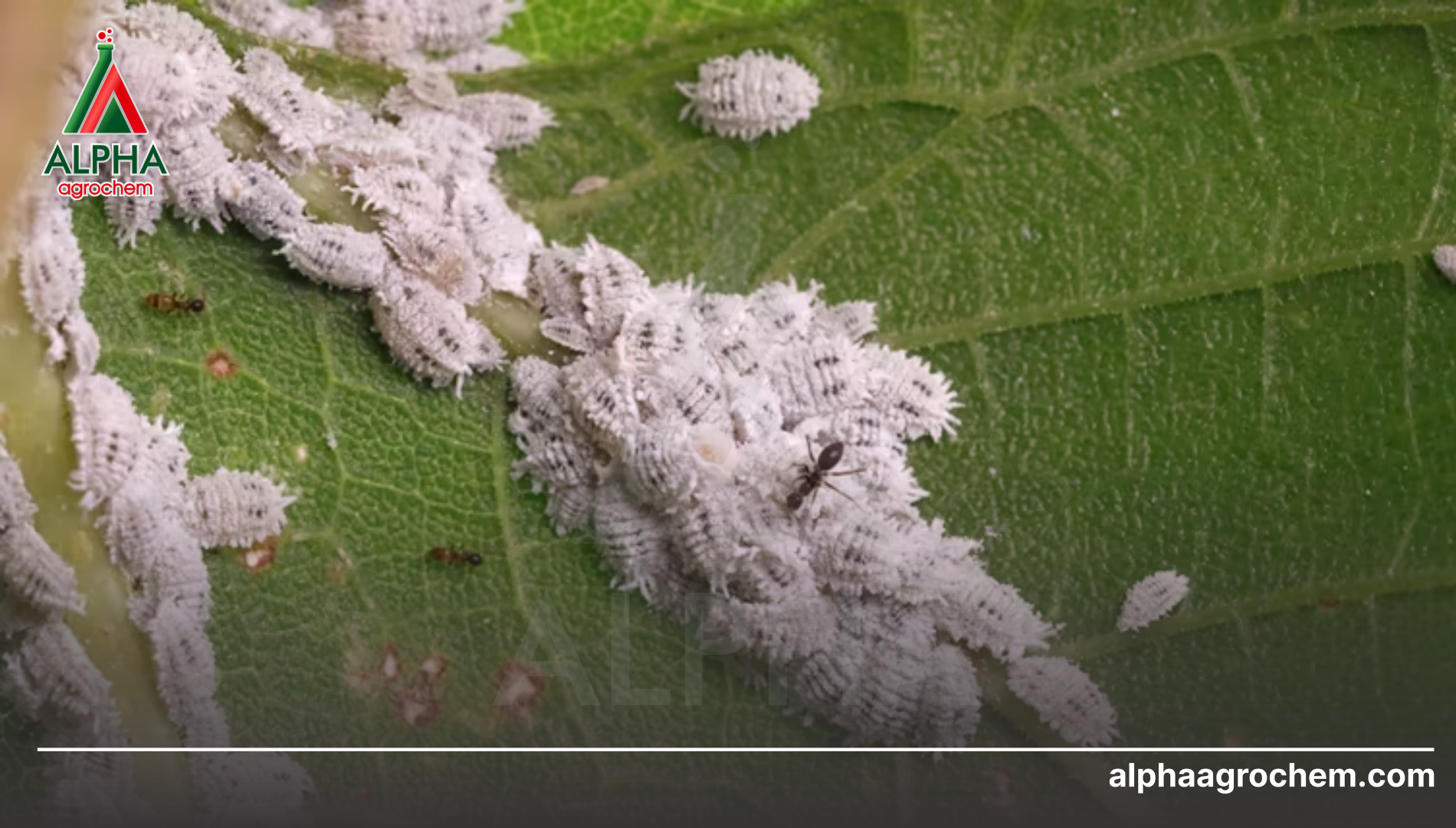 Câu hỏi thường gặp (FAQ)