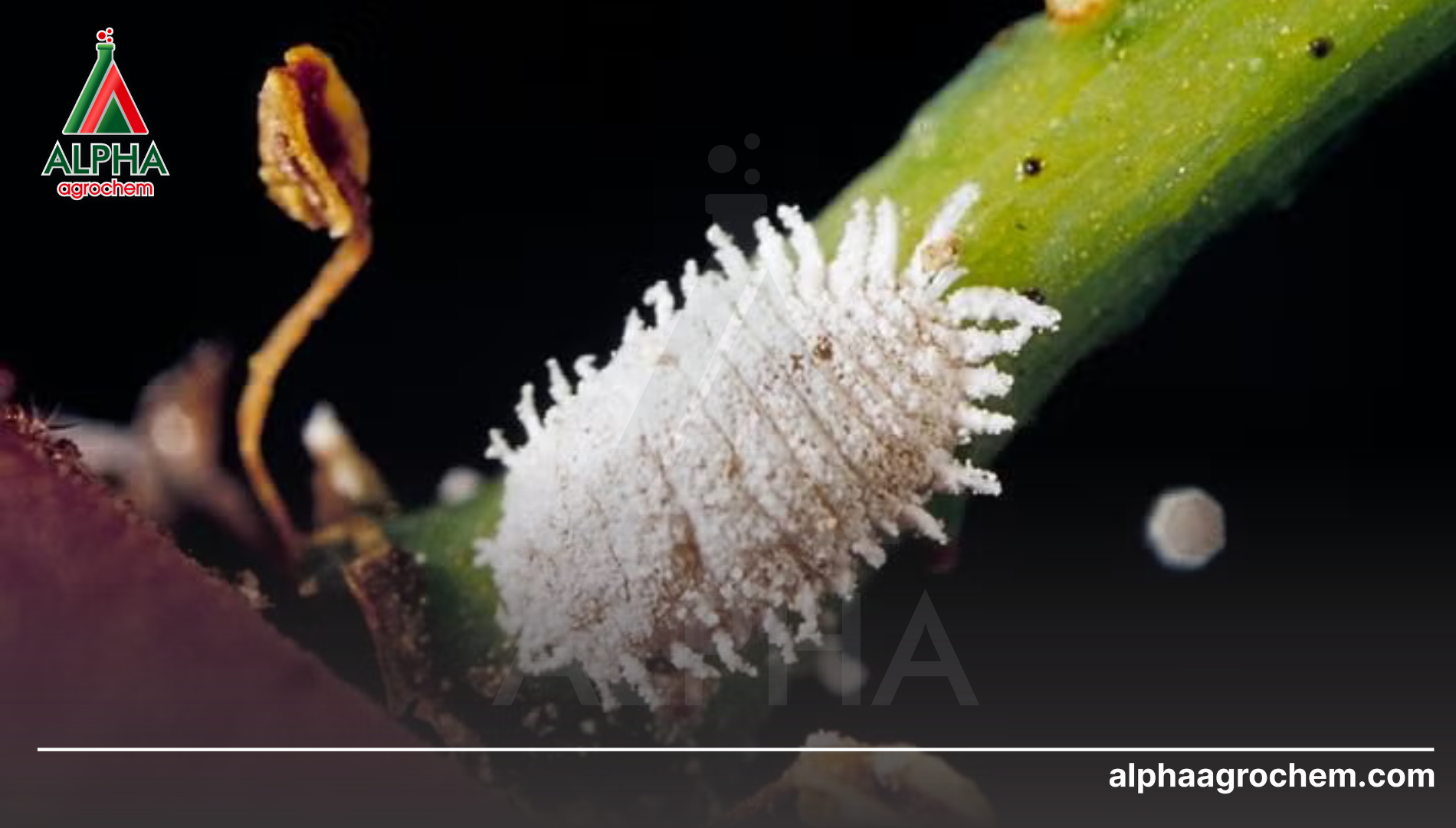 Câu hỏi thường gặp (FAQ)