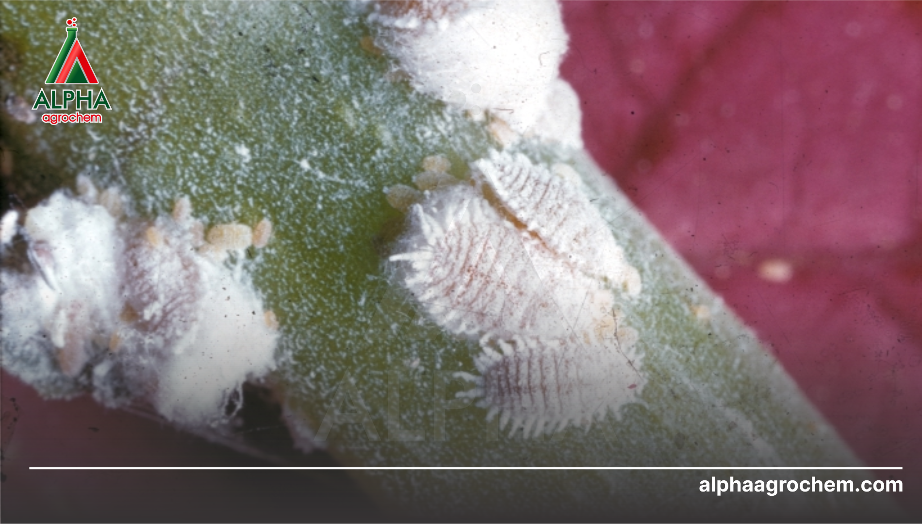 Câu hỏi thường gặp