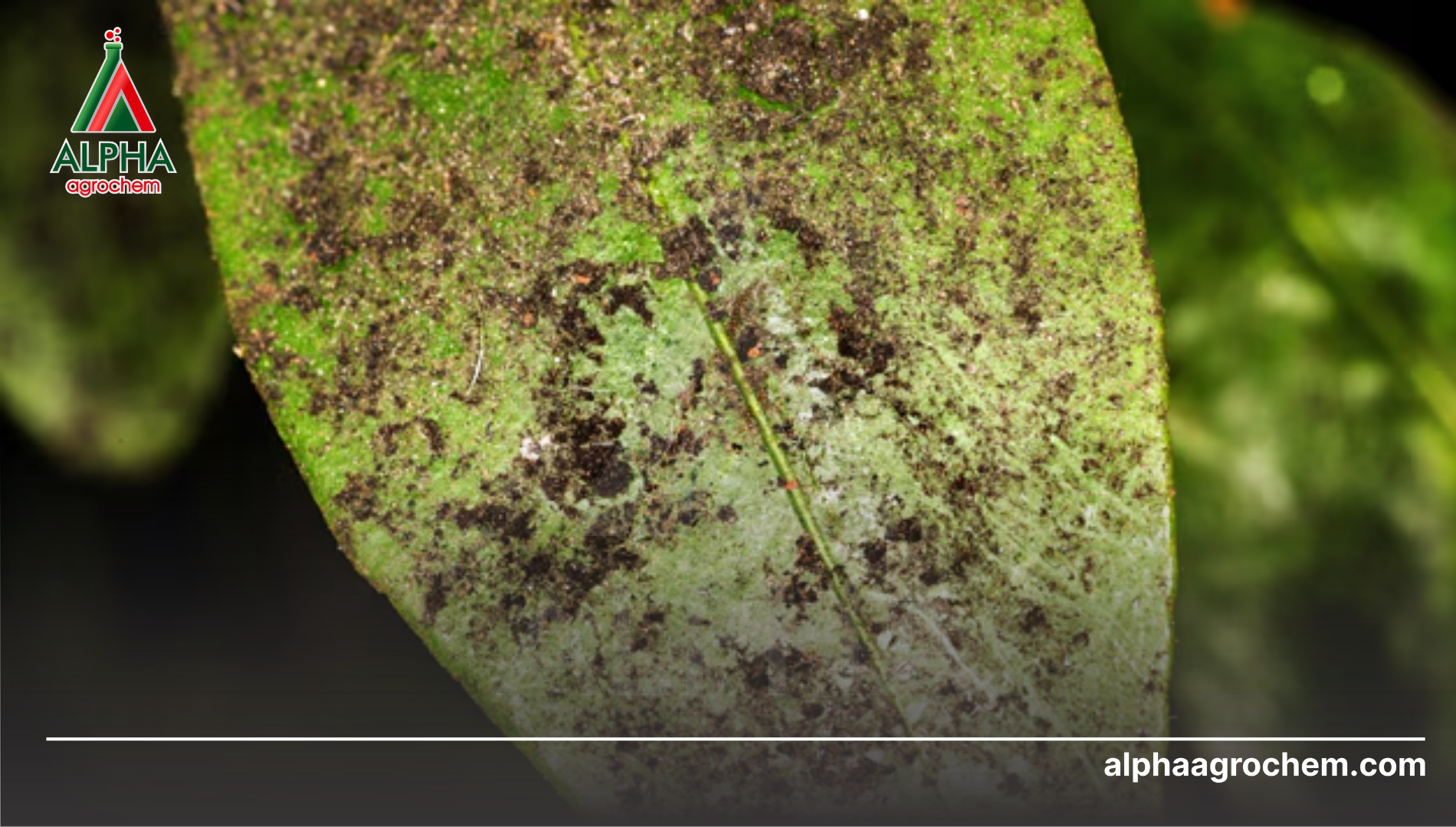 Câu hỏi thường gặp