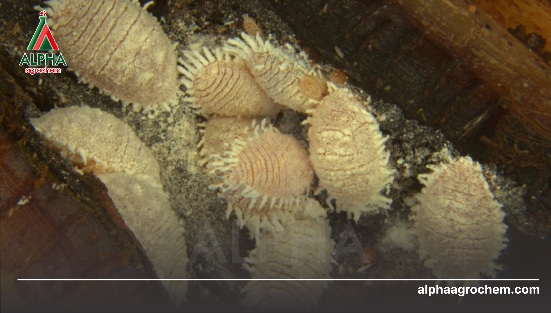 Câu hỏi thường gặp (FAQ)