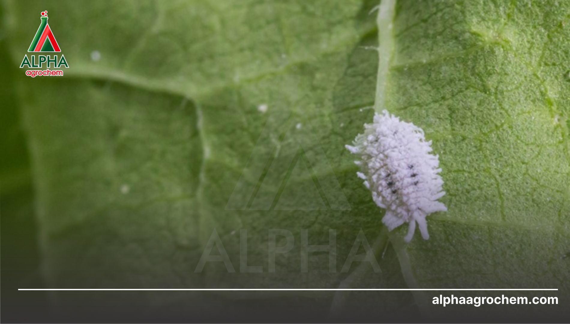 Câu hỏi thường gặp (FAQ)