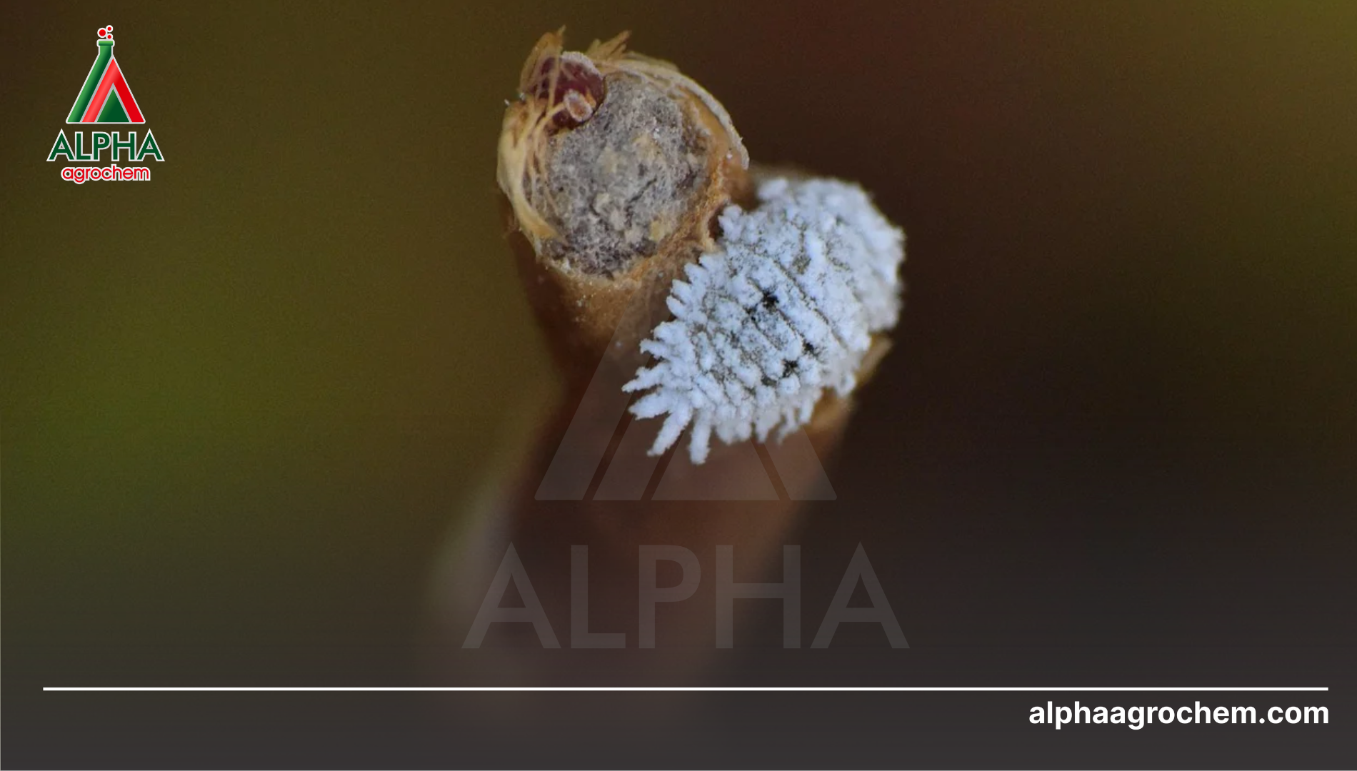 Câu hỏi thường gặp