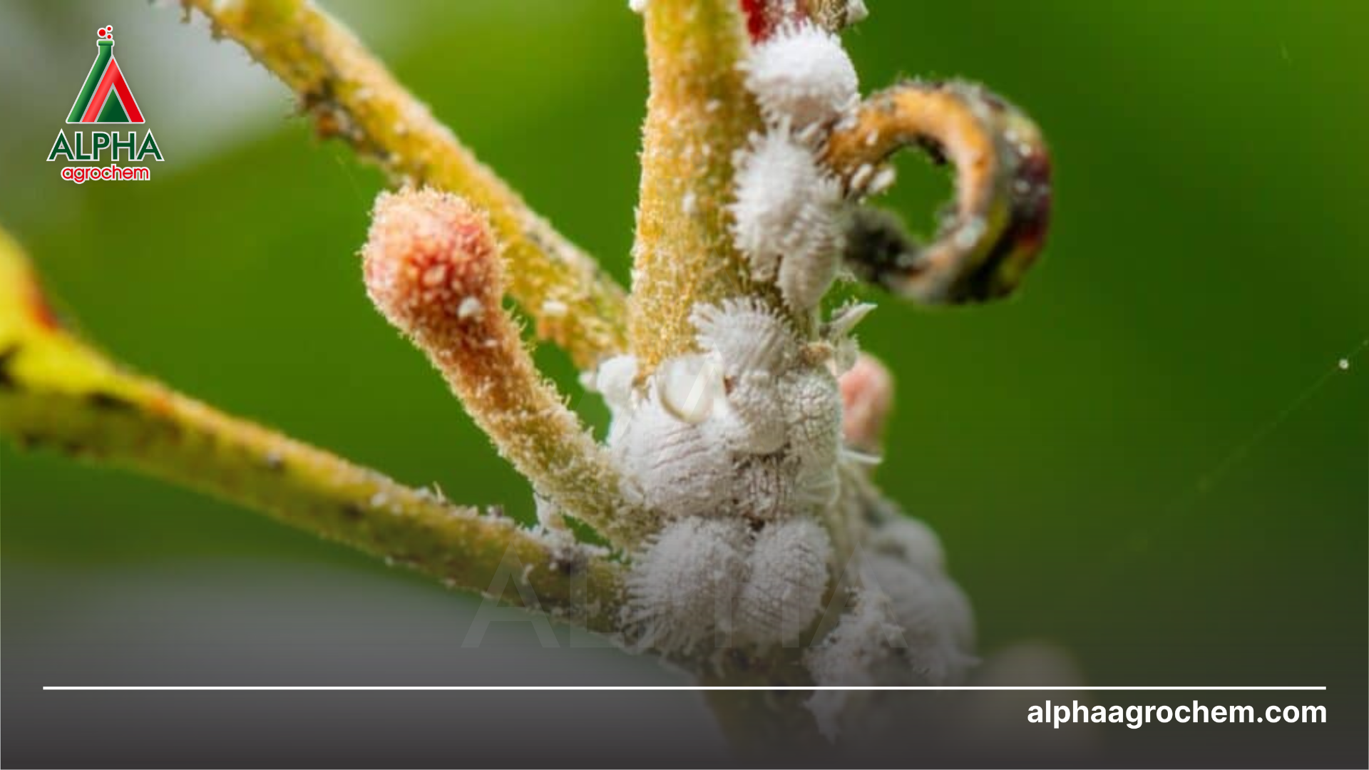 Chiến lược cắt đứt con đường phát tán dịch hại