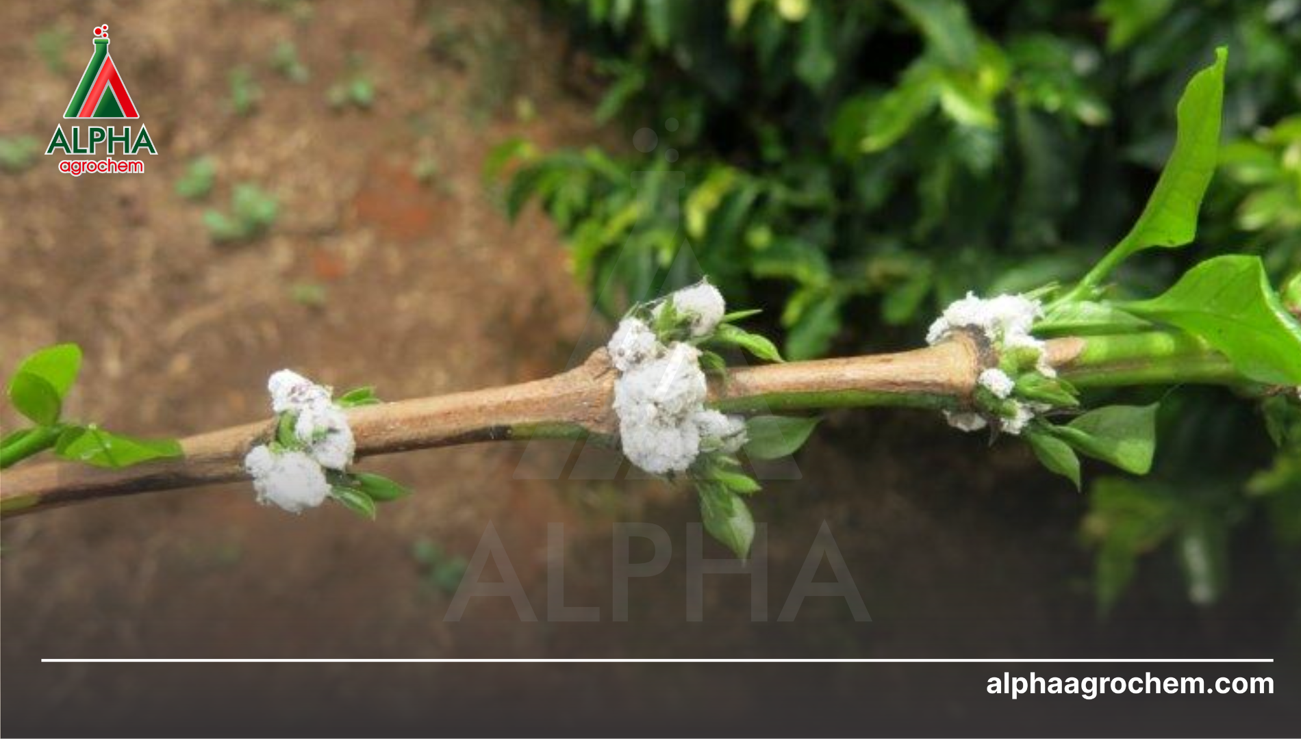 Chiến lược IPM và giải pháp từ Alpha Agrochem