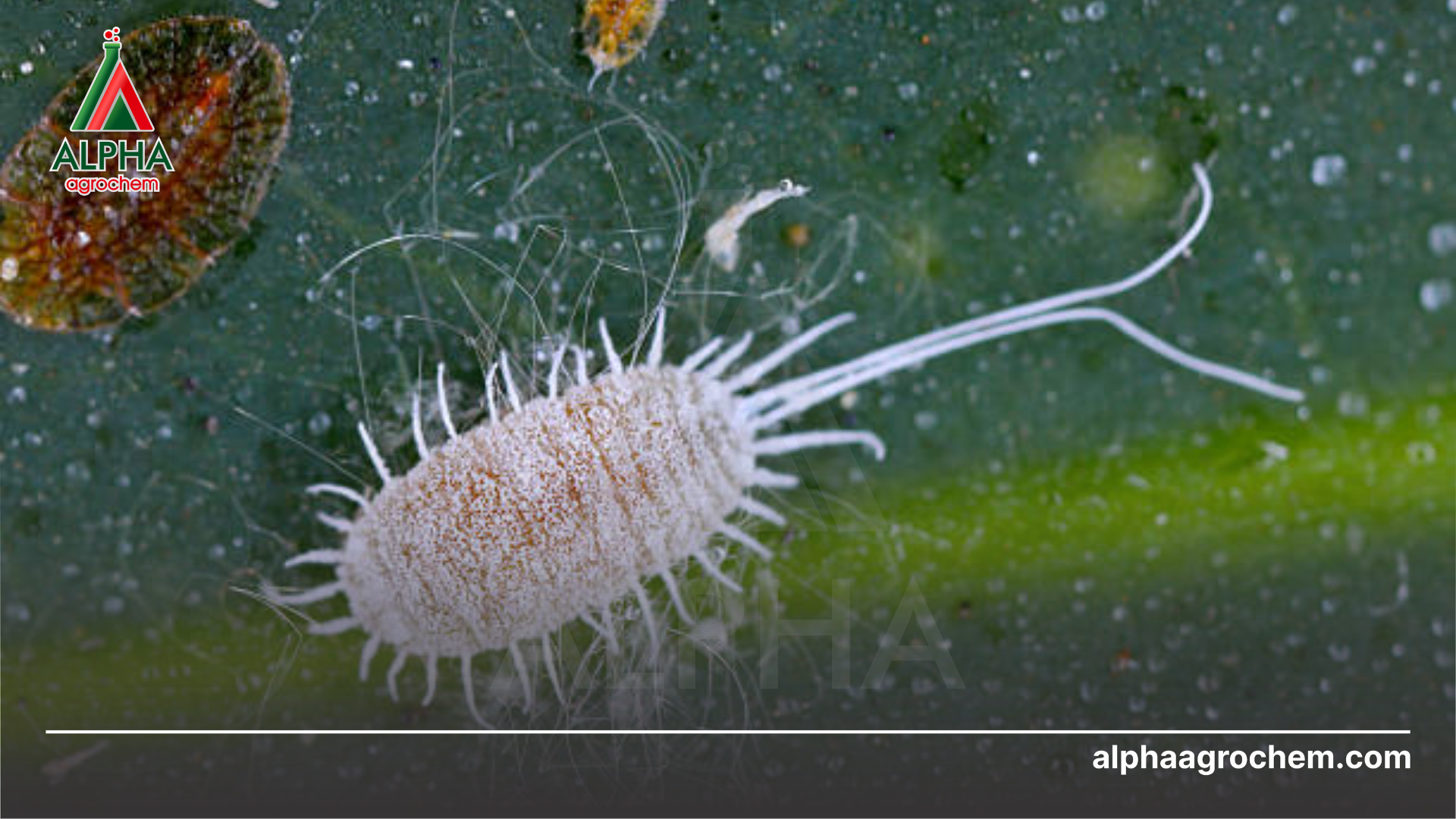 Chiến lược quản lý rệp sáp kháng thuốc (IRM)