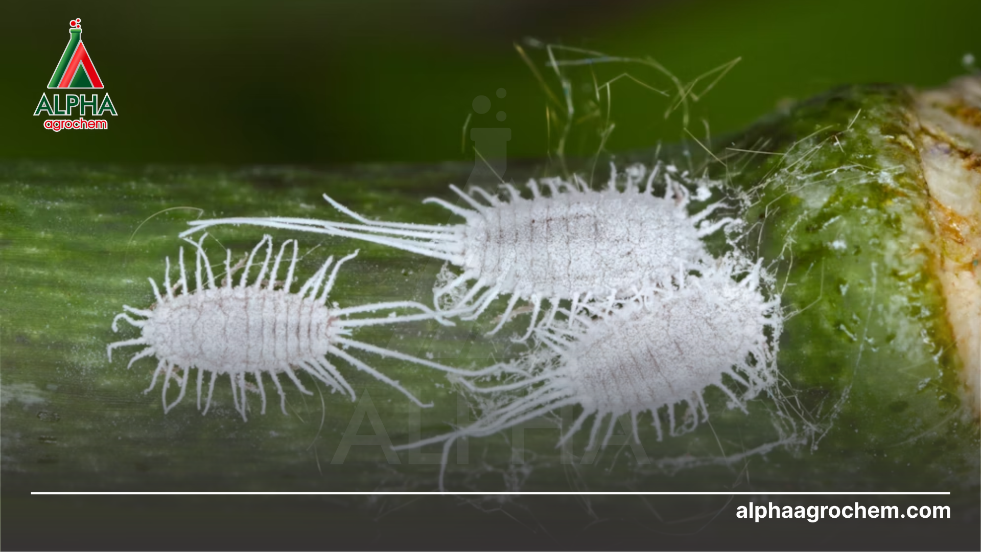 Cơ chế lưu dẫn 2 chiều (Ambimobile) là gì?