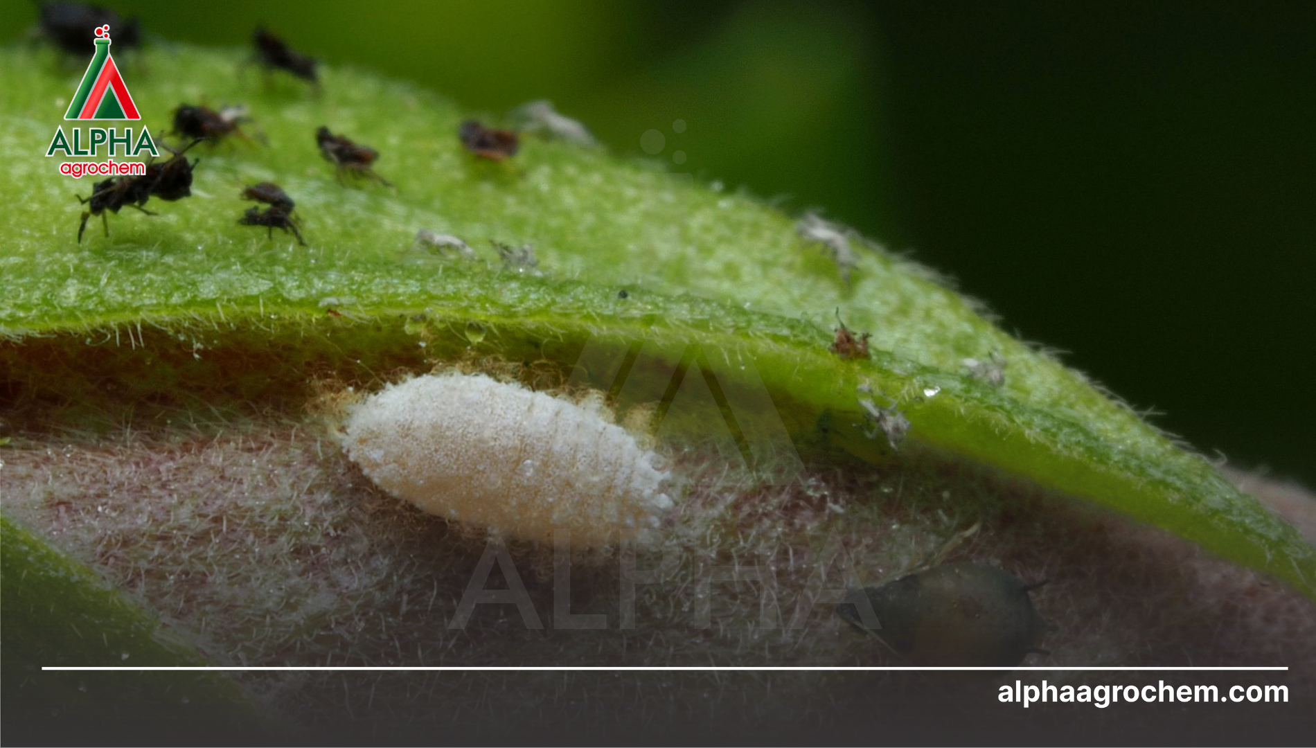 Đặc điểm của rệp sáp: Tại sao chúng khó tiêu diệt?