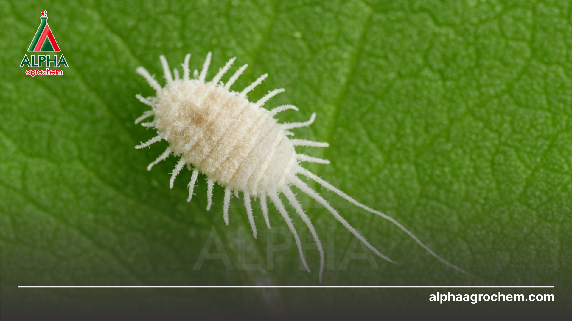 Đặc điểm của rệp sáp và thách thức trong phòng trừ