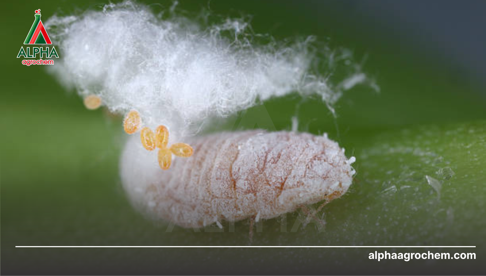 Đặc điểm nhận diện và các loài rệp sáp phổ biến