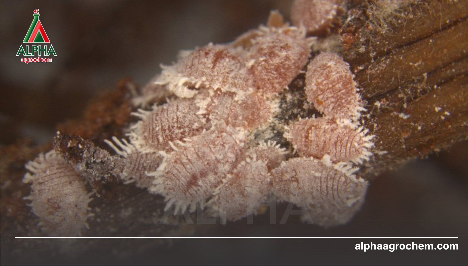 Đặc điểm sinh học của rệp sáp rễ