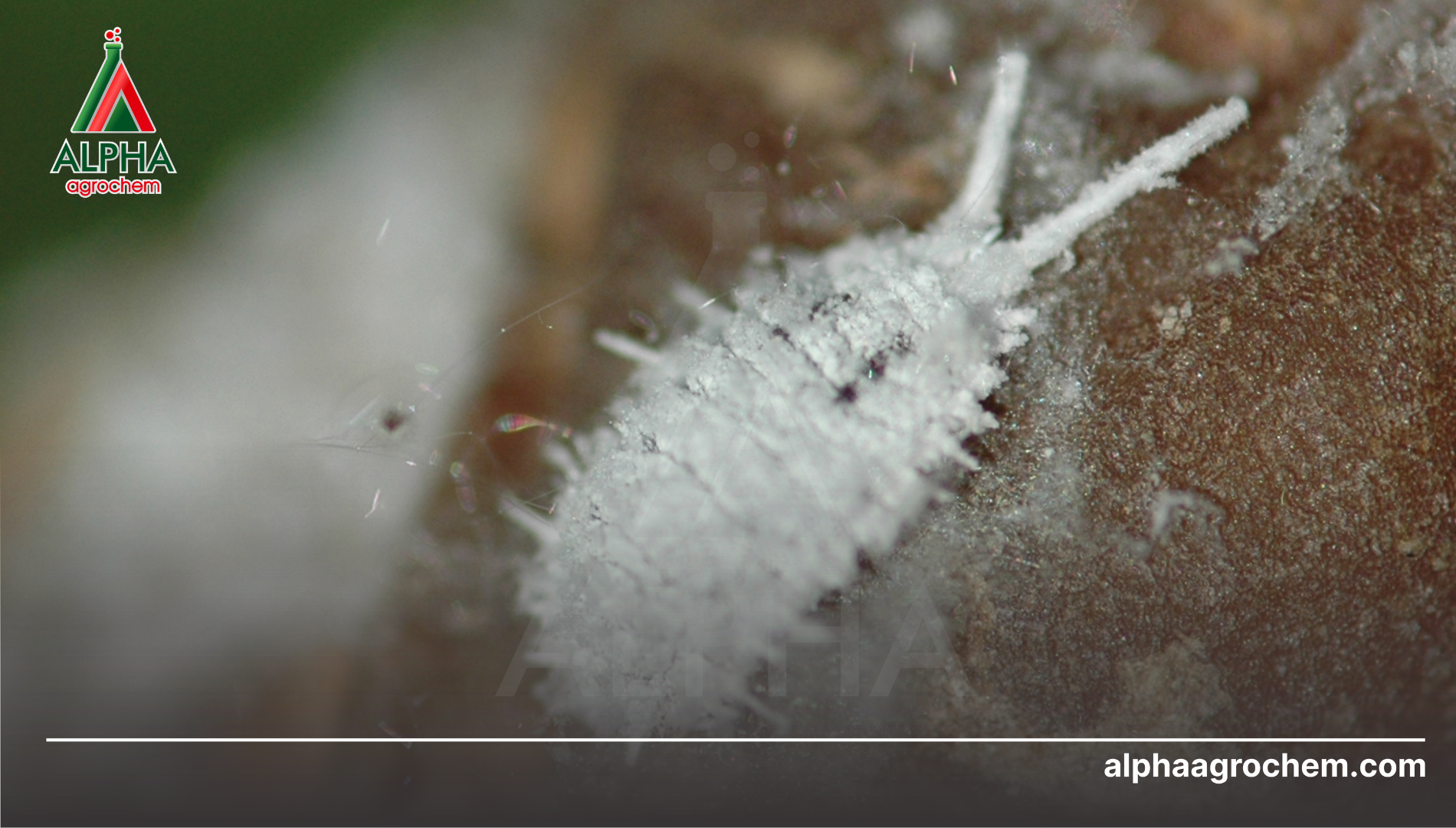 Đặc điểm sinh học đặc trưng của rệp sáp sầu riêng