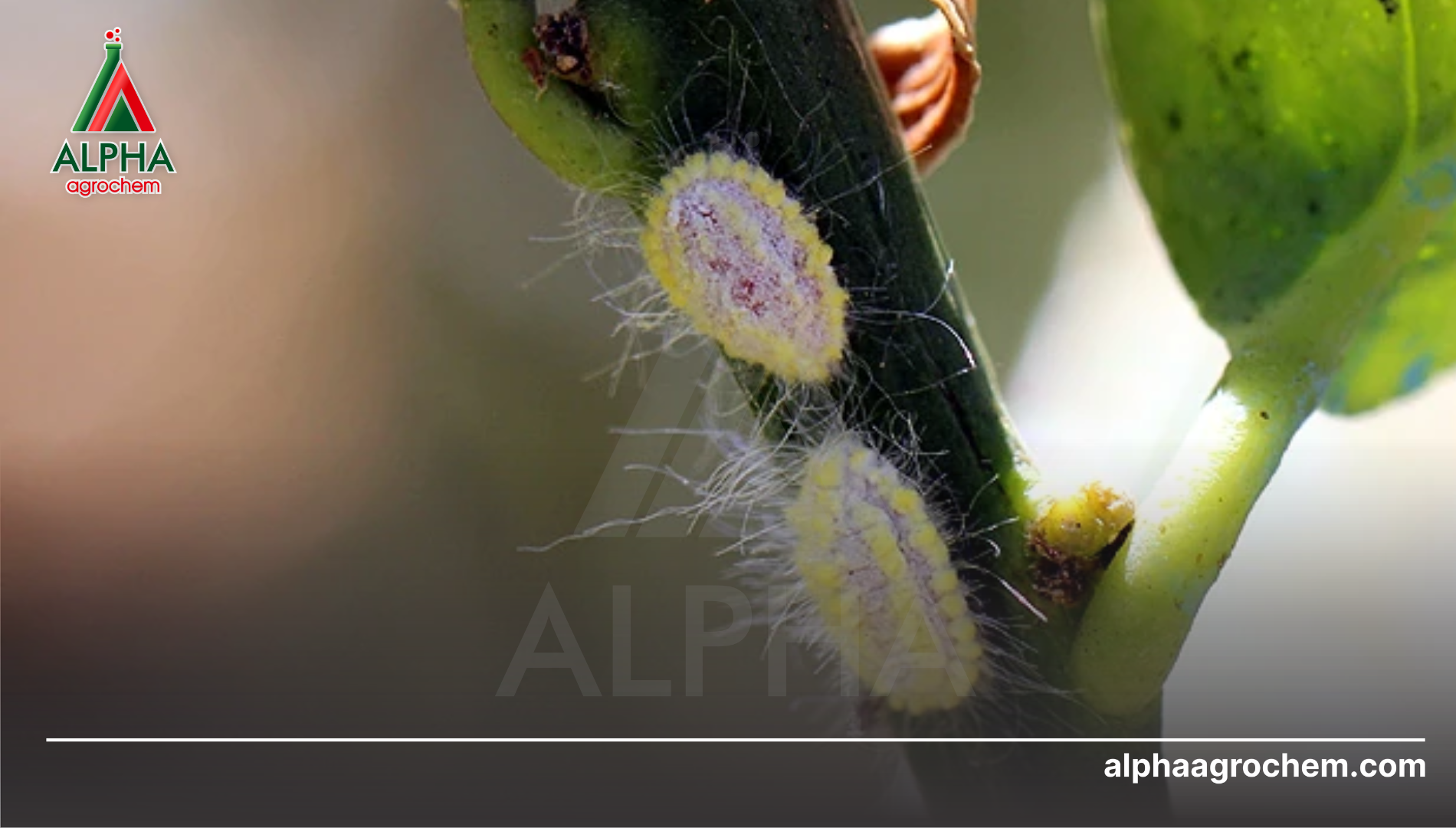 Đặc điểm sinh học và bộ ba cộng sinh gây hại