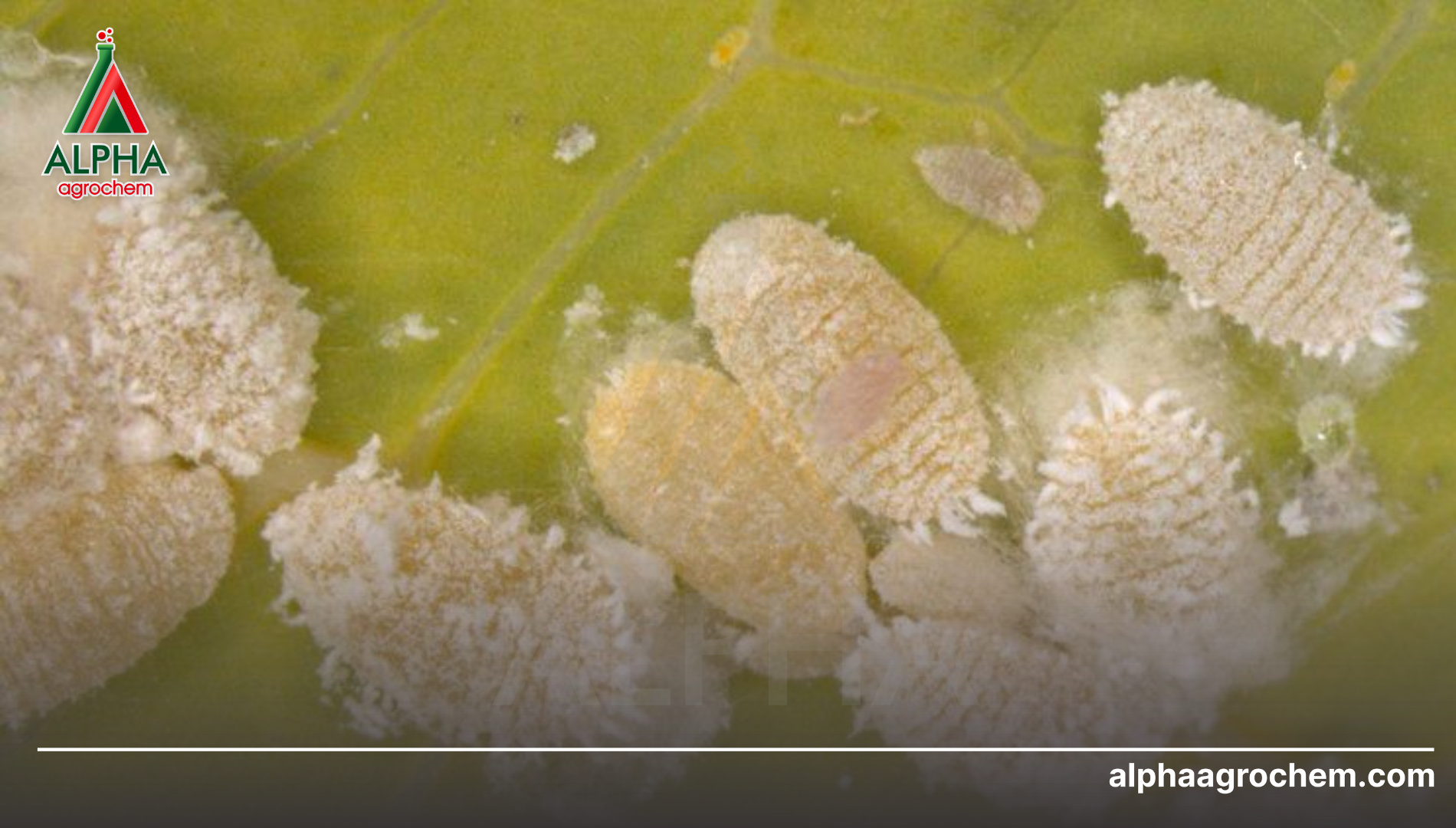 Đặc điểm sinh học và tập tính gây hại trên hoa/trái non