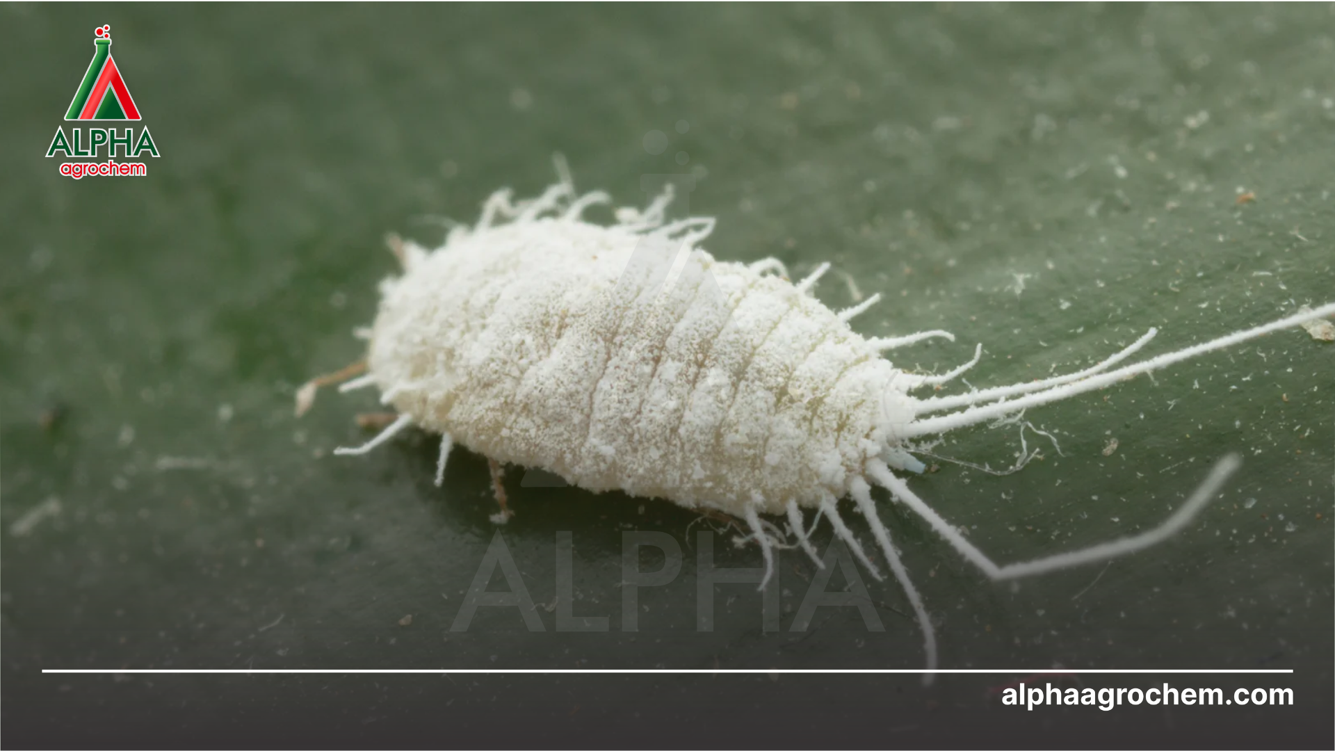 Đỉnh cao công nghệ Nano trong kiểm soát rệp sáp