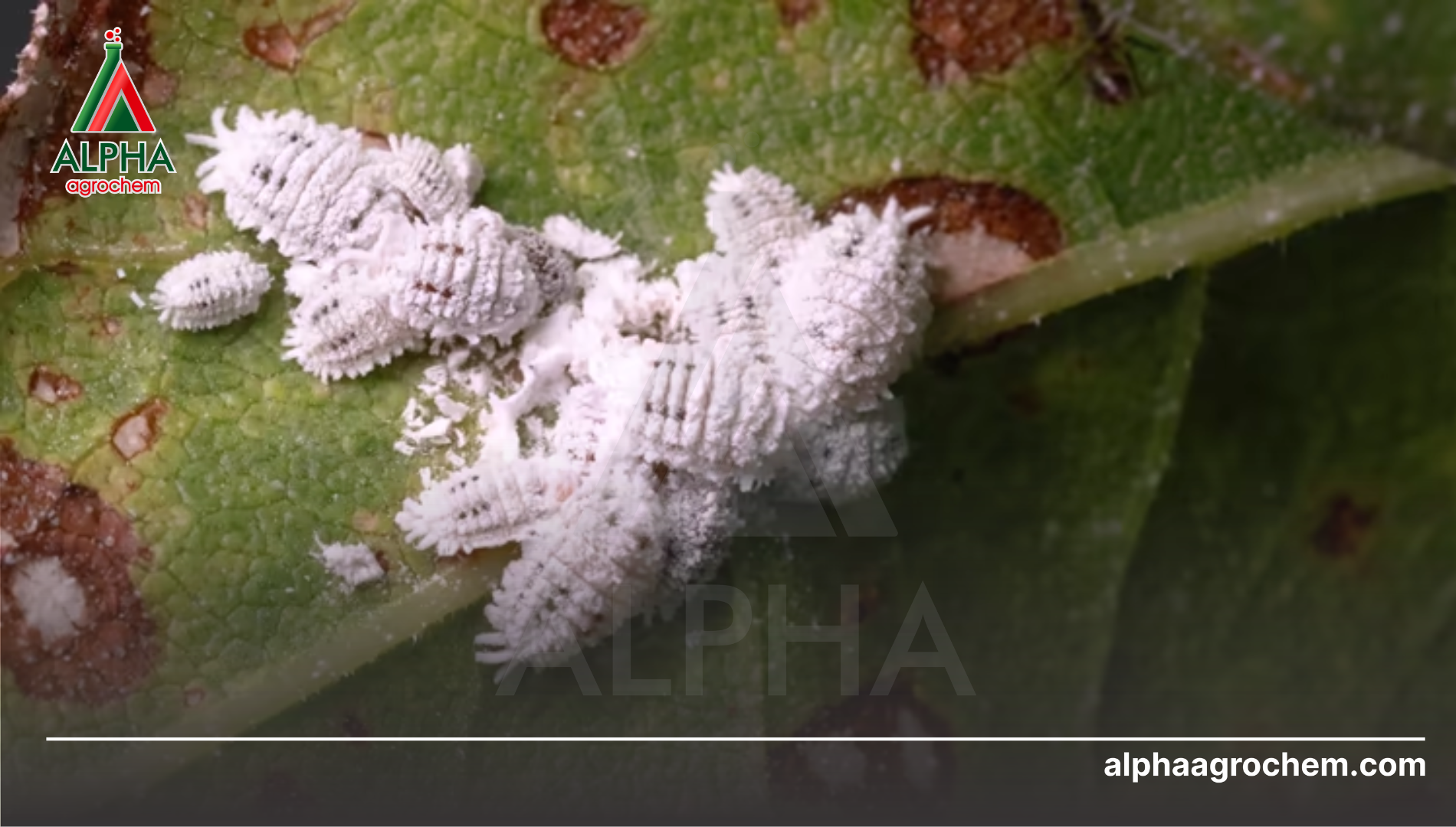 Giải pháp khắc phục triệt để từ Alpha Agrochem