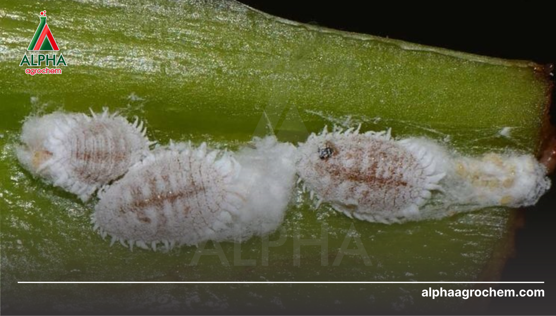 Giải pháp nào là cách trị rệp sáp ẩn nấp hiệu quả hơn?