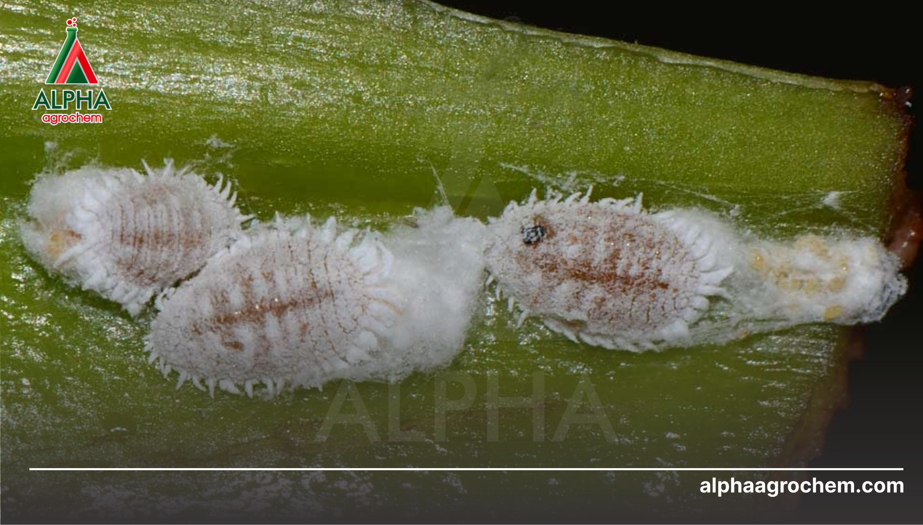 Giải pháp "Vàng" để diệt rệp rễ bền vững