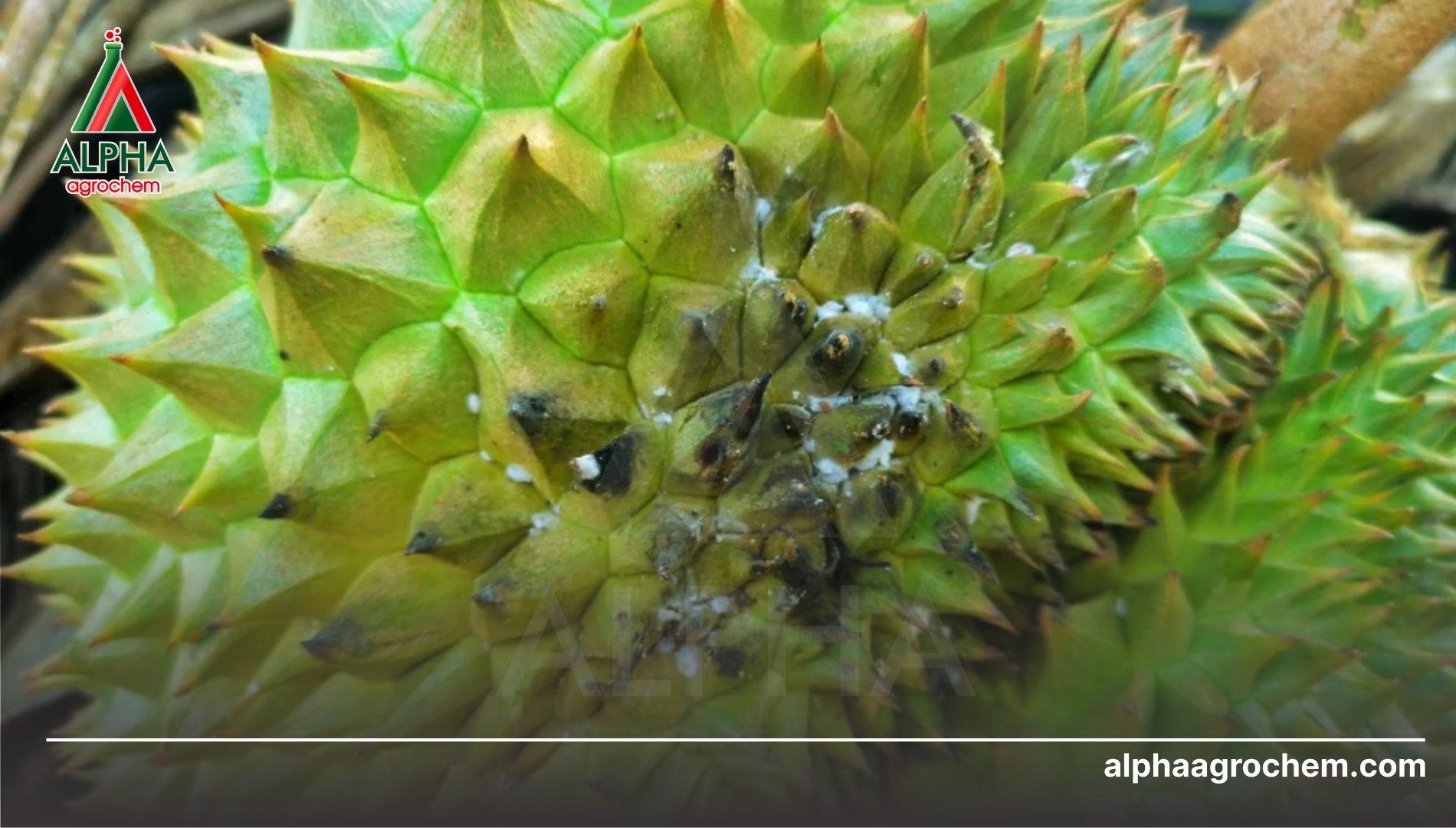 Hậu quả nghiêm trọng của nấm muội đen trên cây