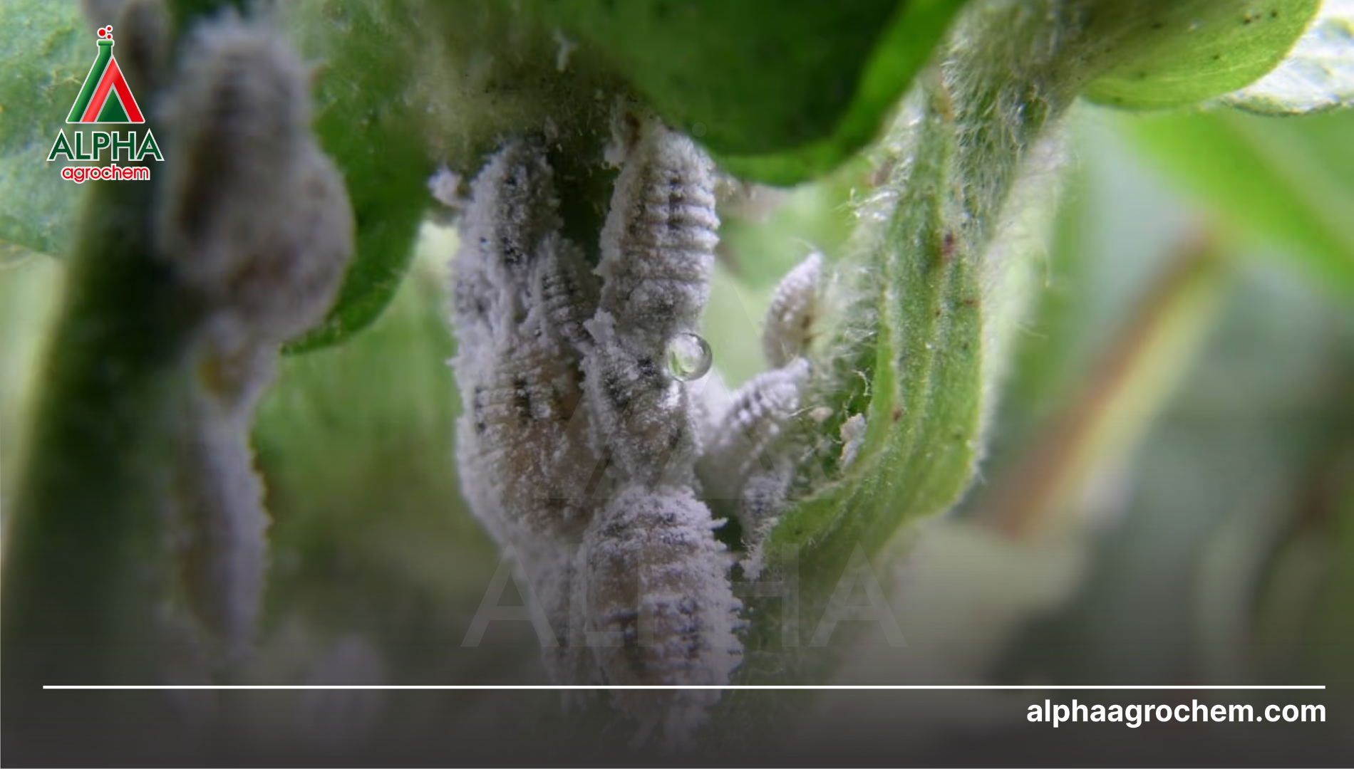 Hệ thống phân loại IRAC 2026 dành cho rệp sáp