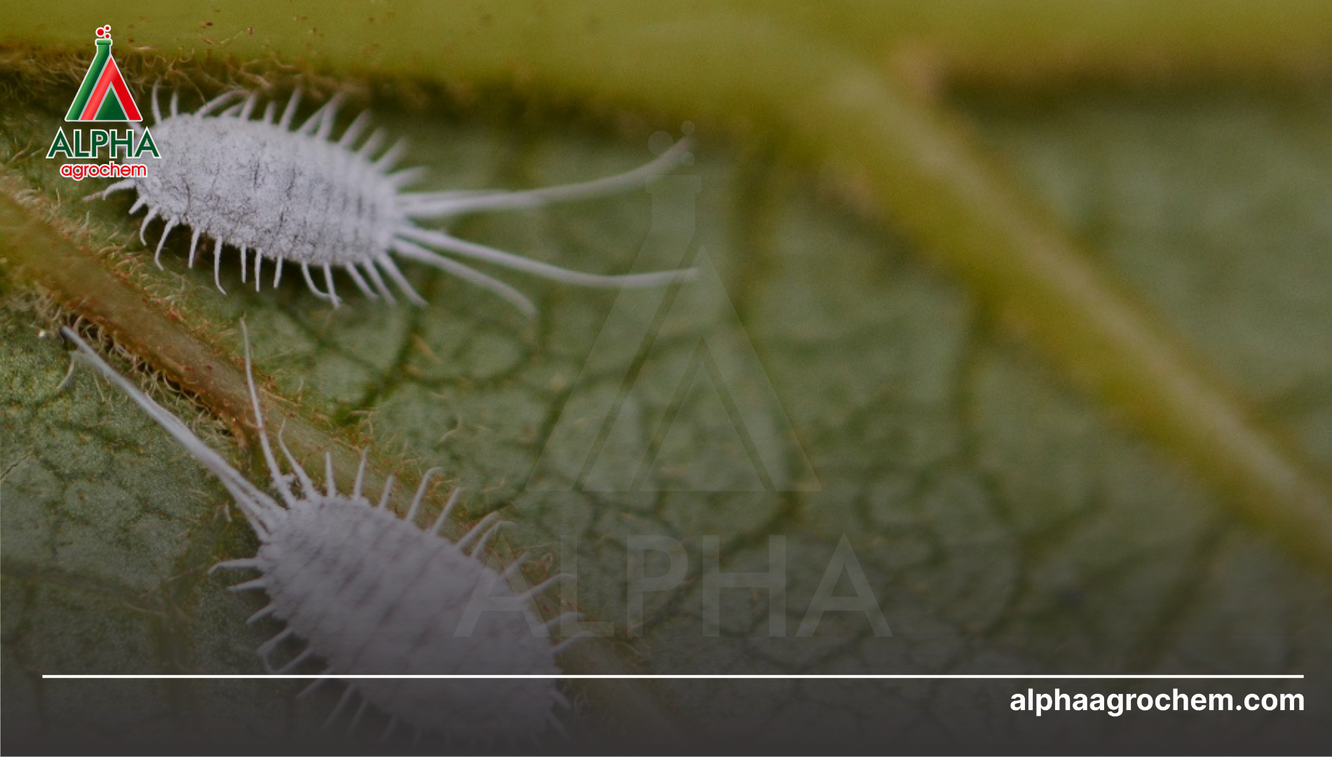 Hệ thống phân loại khoa học của Rệp sáp