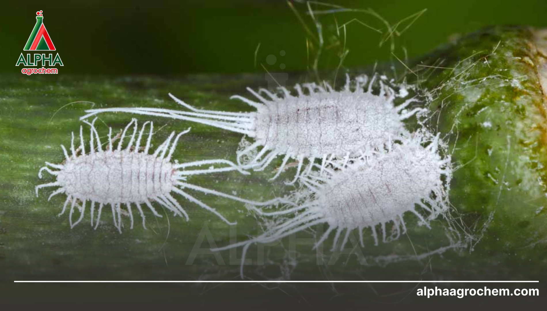 Hệ thống phòng thủ sinh thái (Thiên địch)