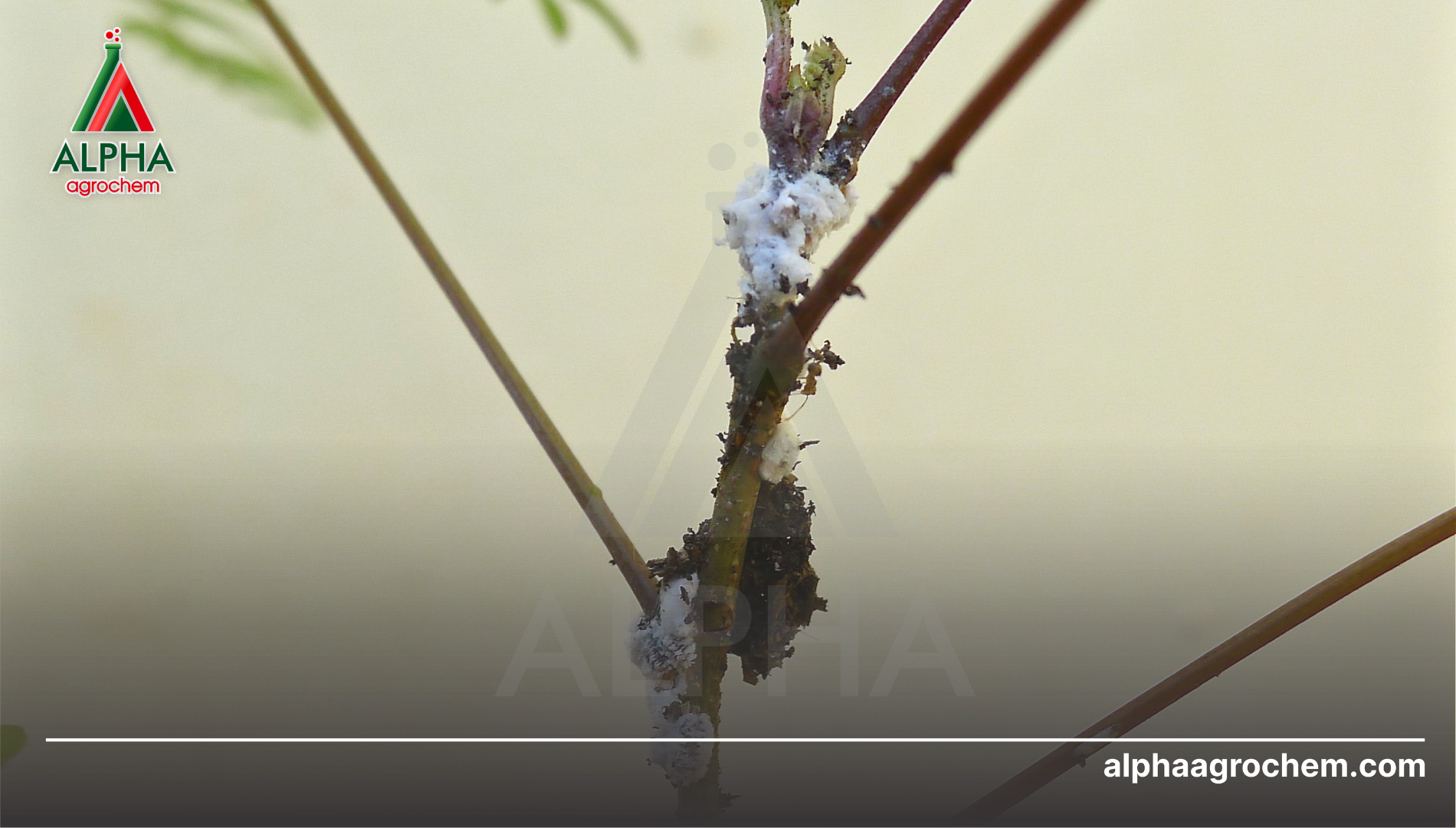 Hiệu quả hiệp đồng và Khuyến nghị kỹ thuật từ Alpha