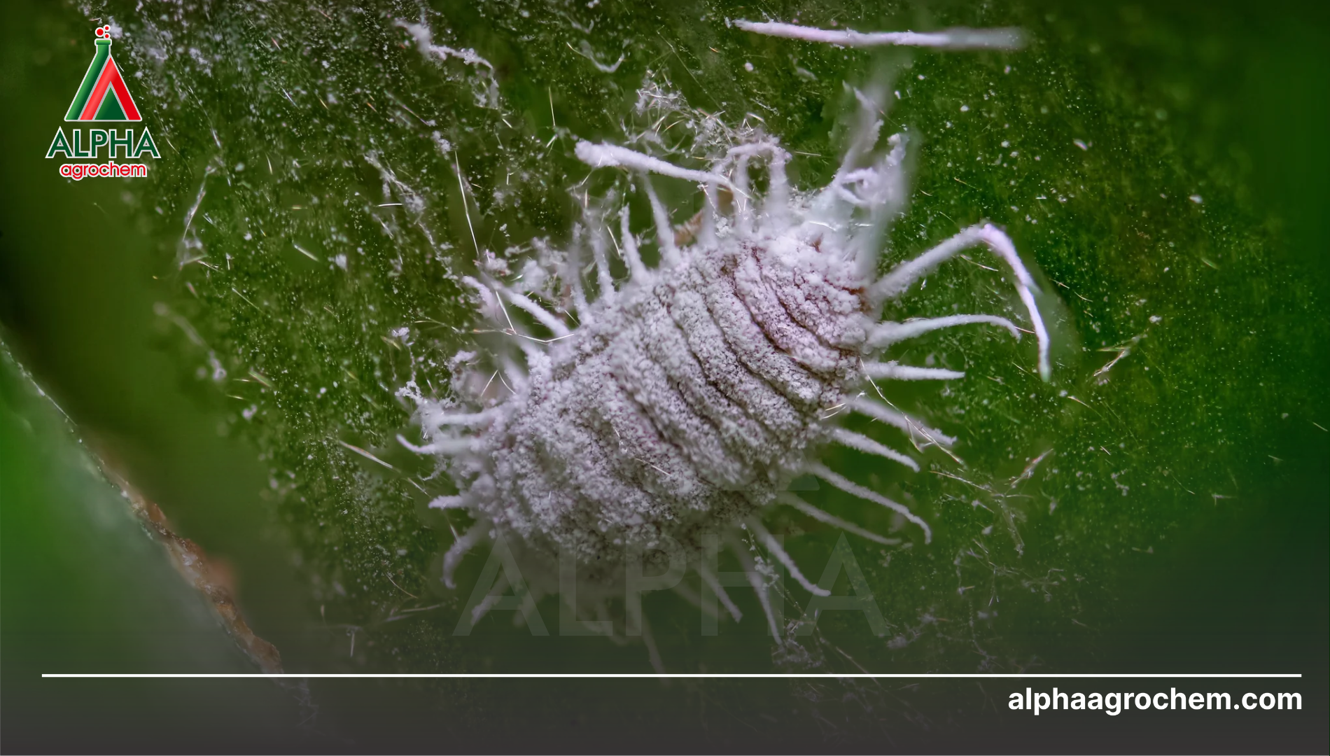 Hiệu quả thực địa và năng lực sản xuất hiện đại