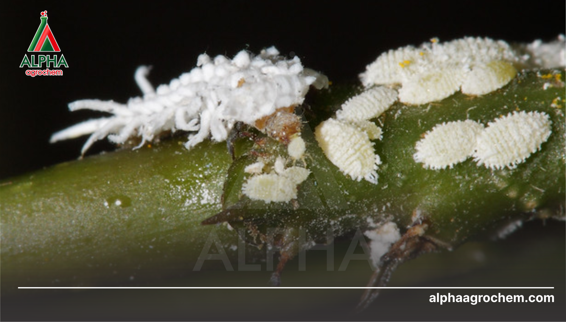 Hình thái theo giai đoạn phát triển