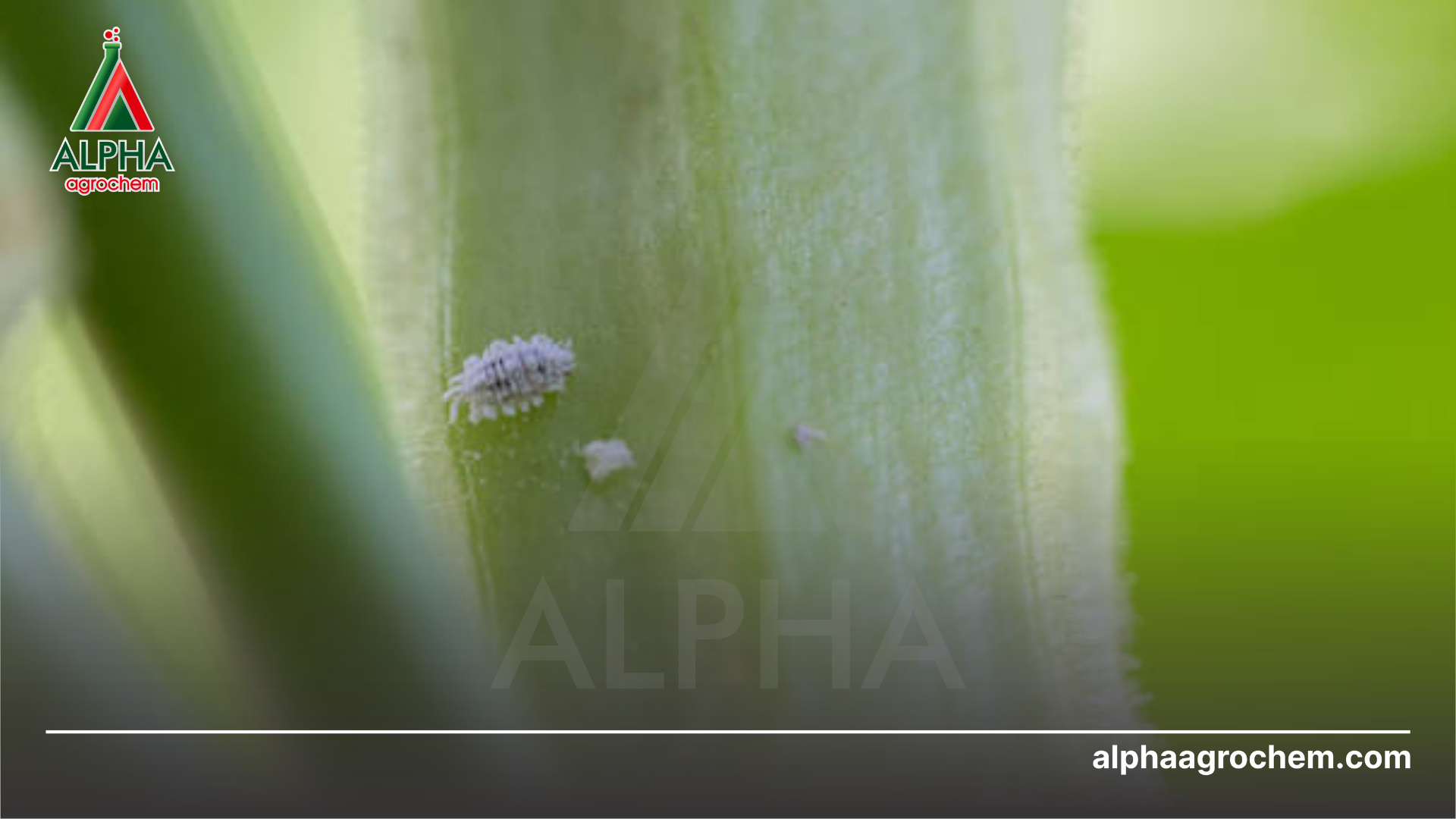 Hoạt chất diệt rệp sáp tiêu biểu 2026