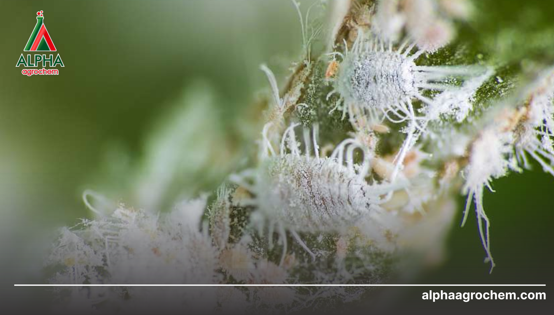 Hoạt chất diệt trừ hiệu quả trứng rệp sáp