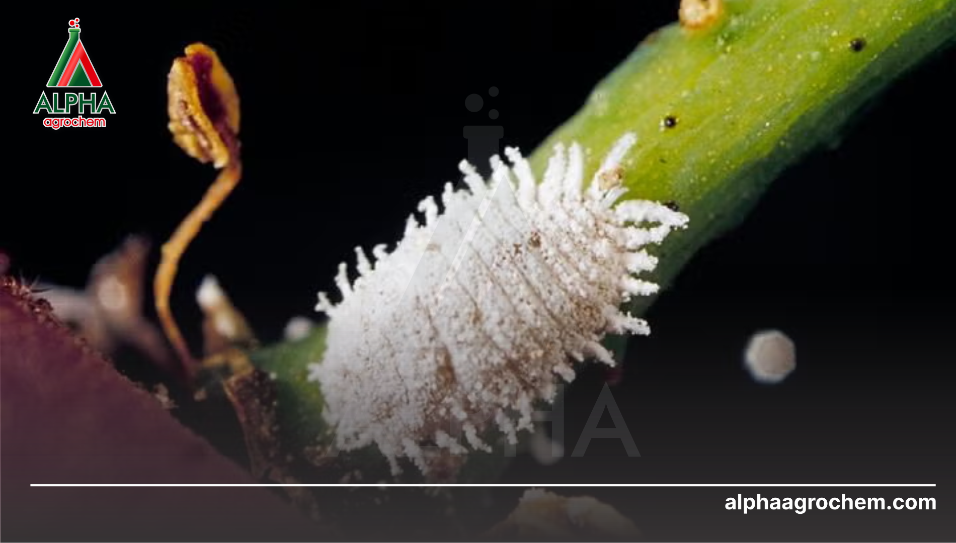 Hoạt chất phòng trừ an toàn để giảm thiểu tác hại rệp sáp trên trái non