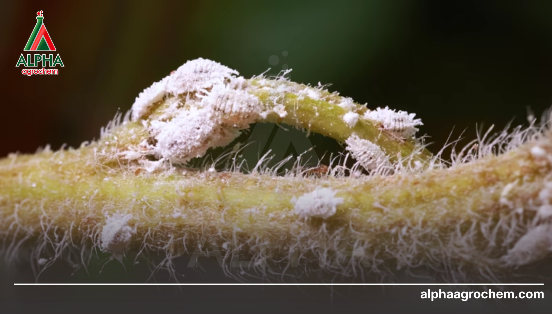 Hoạt chất tiêu diệt rệp sáp theo cơ chế tác động