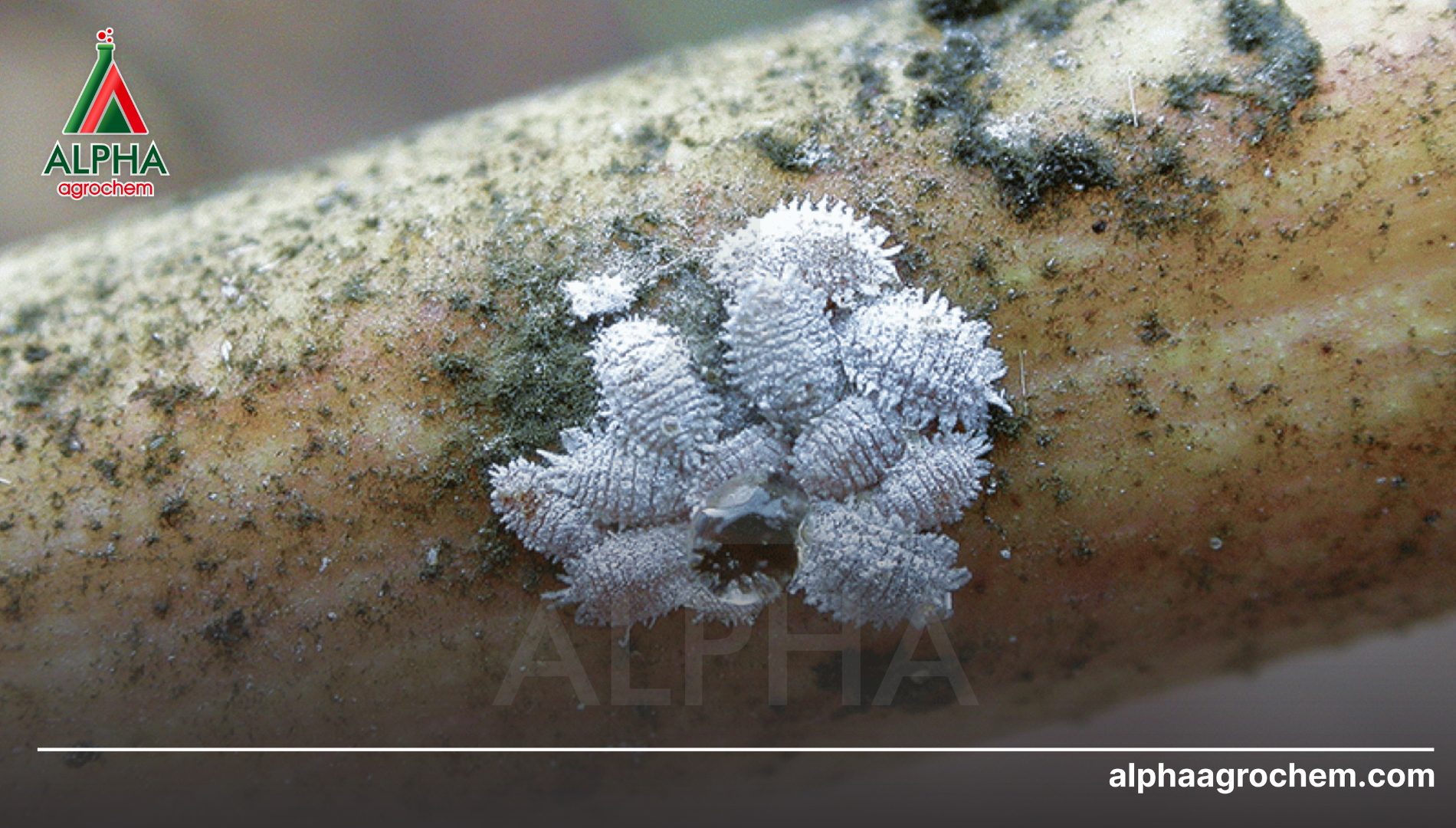 Hoạt chất và công nghệ hạt nano từ Alpha Agrochem