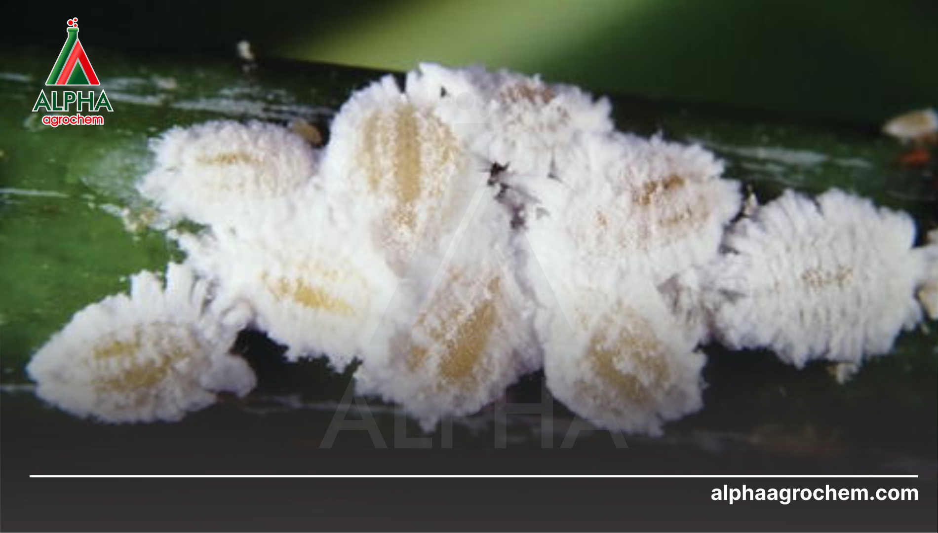 Khái niệm chung về rệp sáp sầu riêng