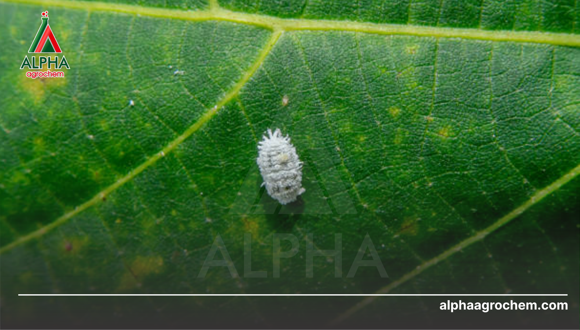 Khái niệm chung về rệp sáp