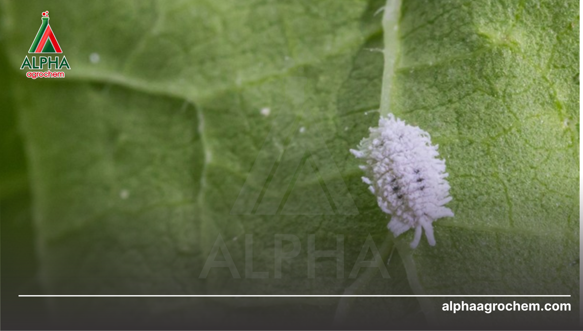 Khái niệm và cơ chế gây hại của rệp sáp