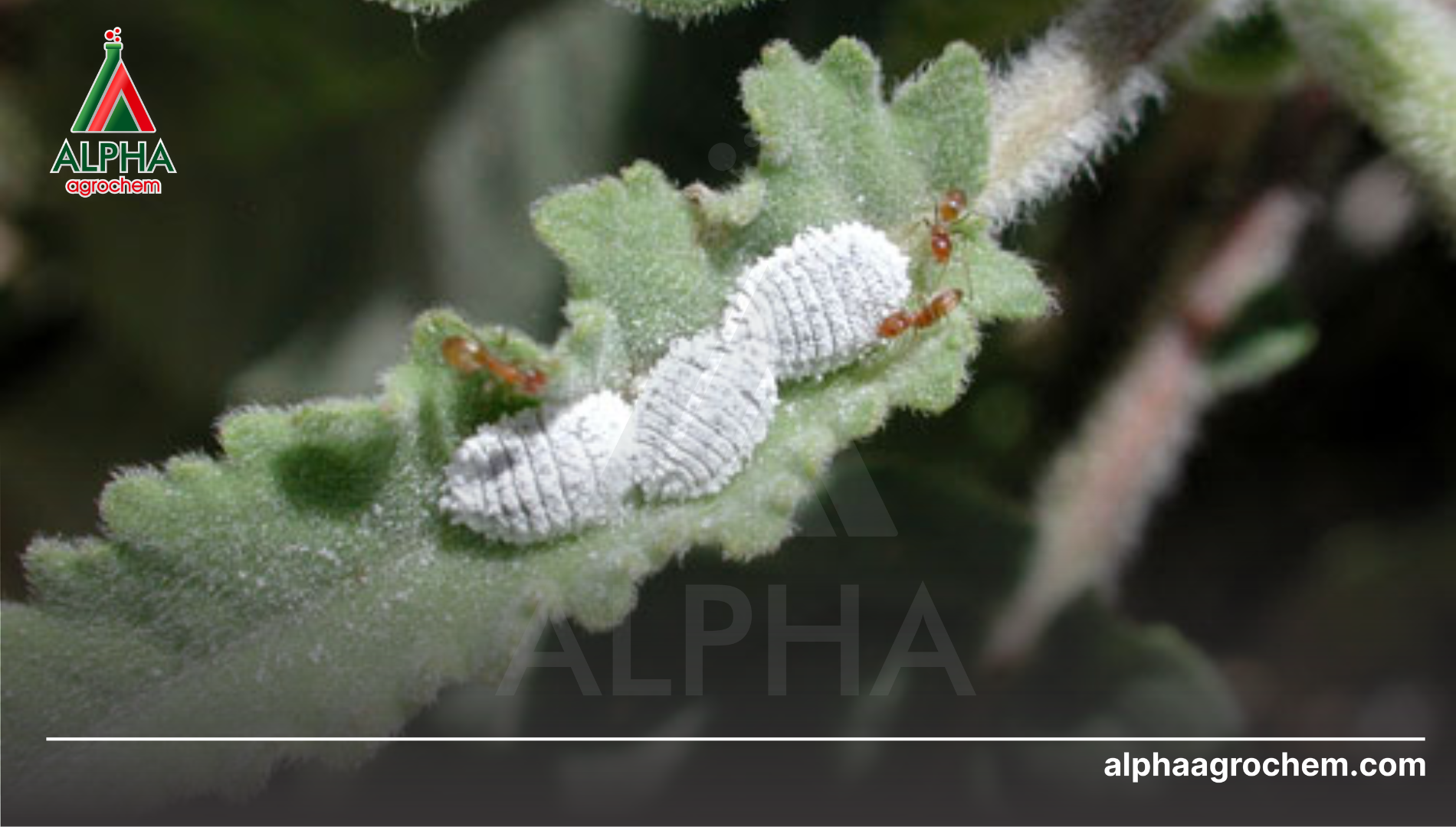 Khái niệm và đặc điểm của rệp sáp