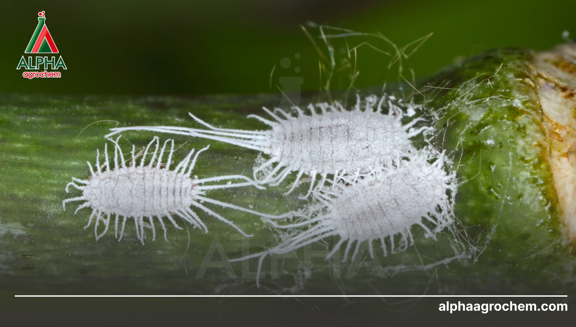 Khái niệm và Đặc điểm sinh học của rệp sáp