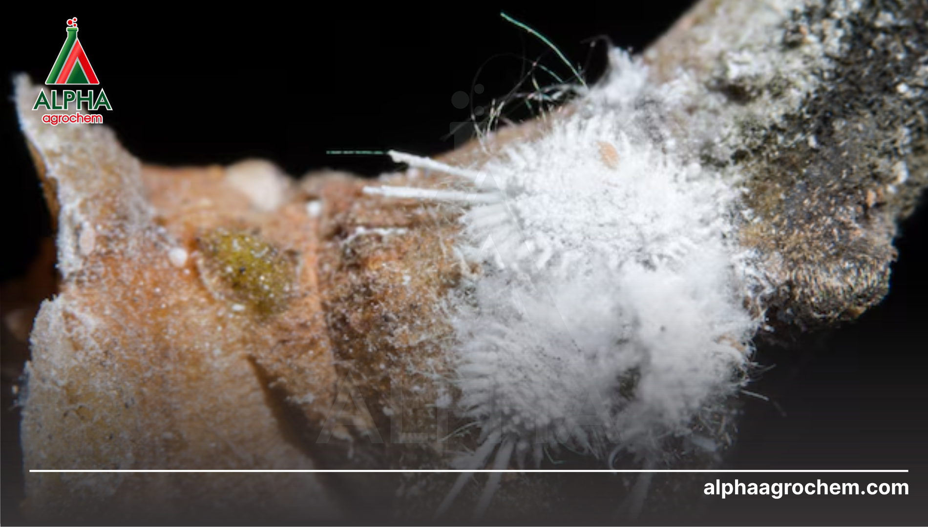 Khái niệm và đặc điểm sinh học của rệp sáp