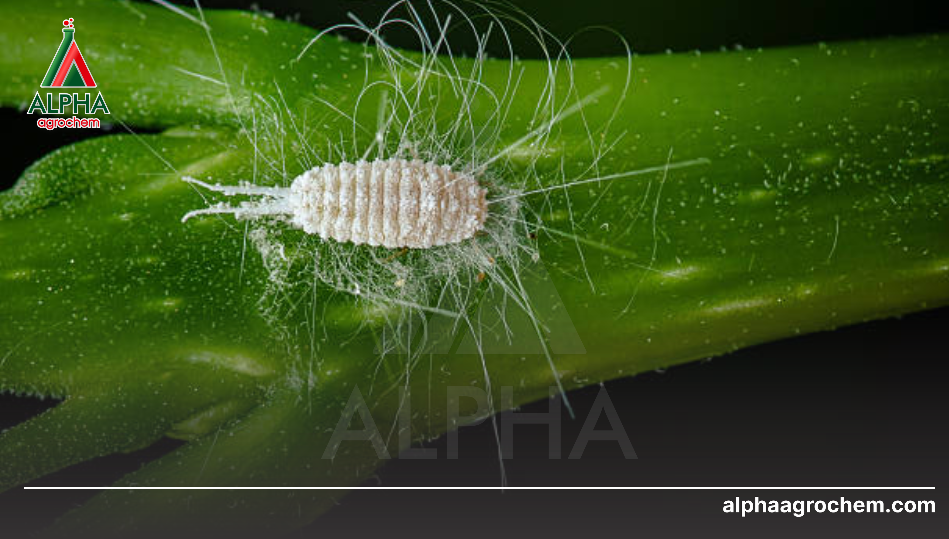 Khái niệm và Đặc điểm sinh học của Rệp sáp