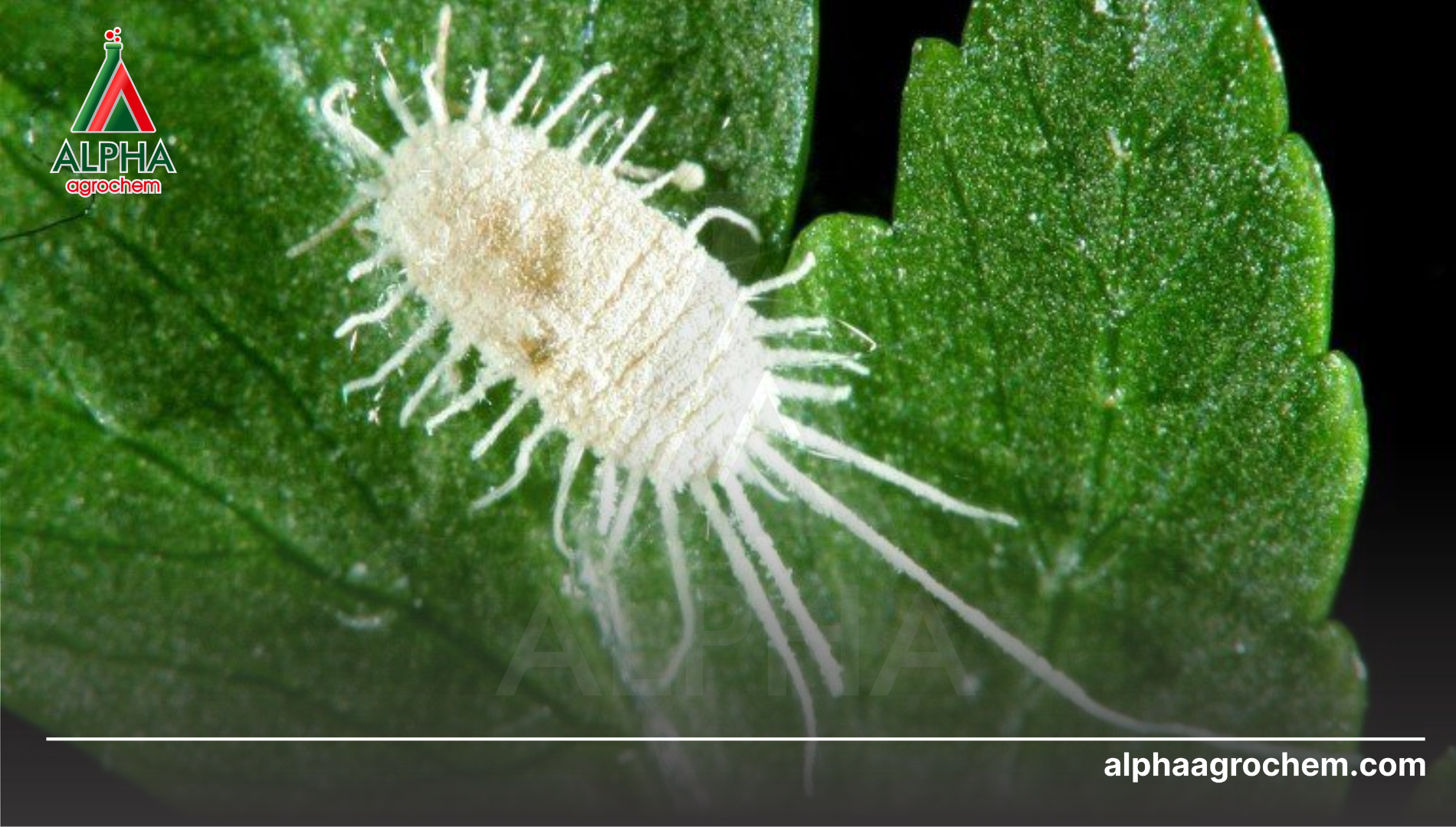 Khái niệm và đặc điểm sinh học liên quan đến tính kháng